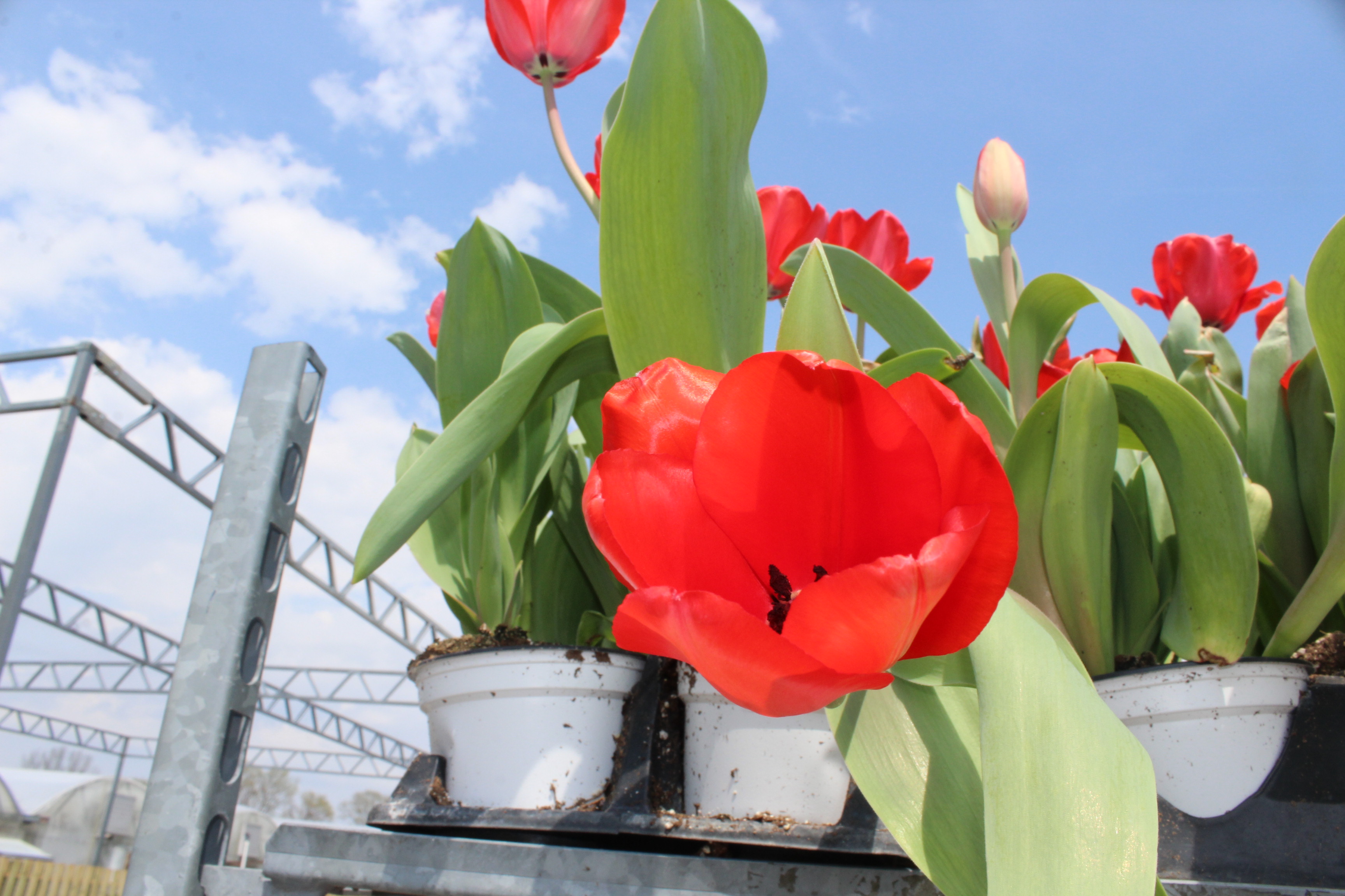 We take you inside of North Dayton Garden Center with center co-owner Rick Kossoudji . Photo by Amelia Robinson
