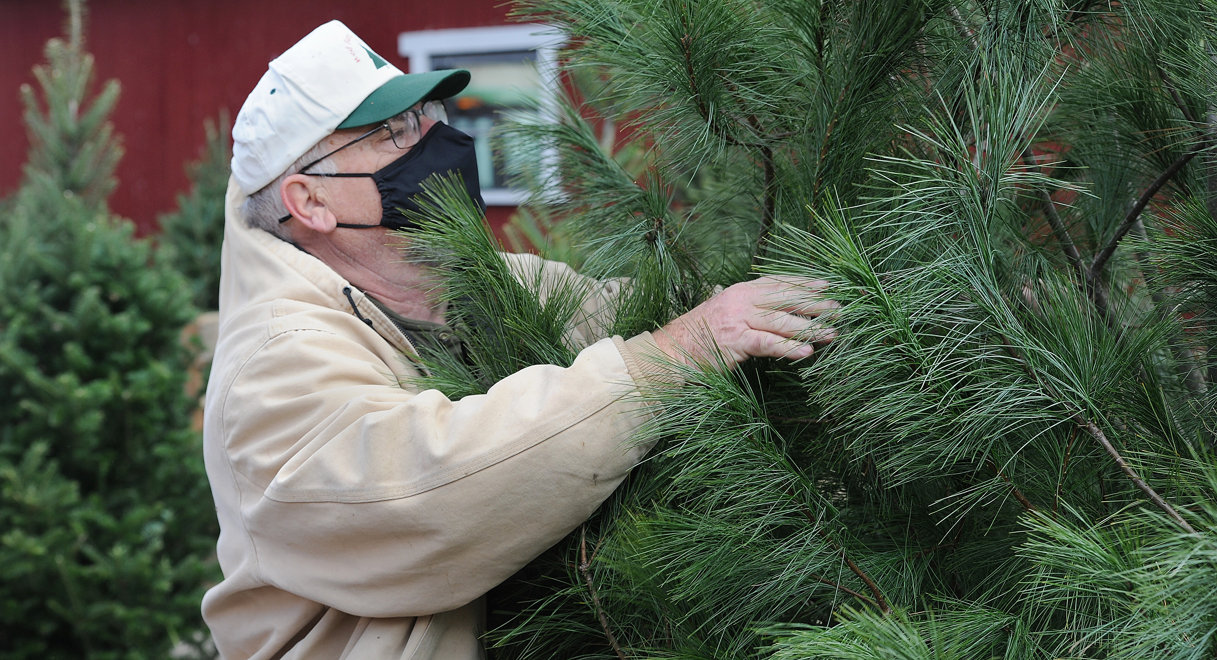 2022 Dayton You Cut Christmas Tree Christmas Tree Farms Expecting Boost In Business This Season