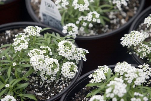 Spring is still three weeks away but at the Knollwood Garden Center production green house in Beavercreek Township, flowering plants are already in bloom. Some plants, like pansies and geraniums were planted in the first week of Dec. of last year to be ready for the first signs of a Spring thaw. Pictured is a Lobularia hybrid called "Snow Princess."