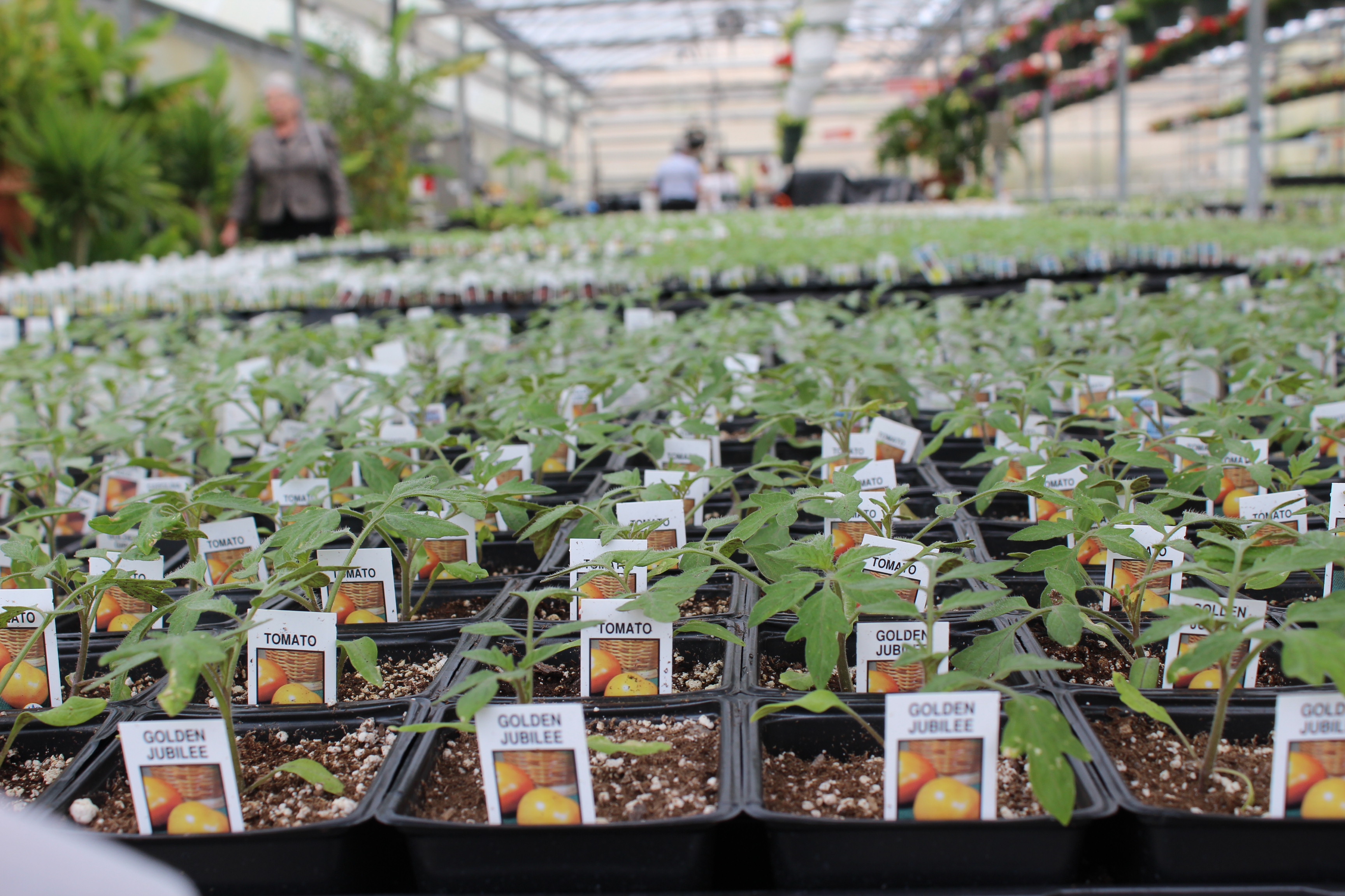 We take you inside of North Dayton Garden Center with center co-owner Rick Kossoudji . Photo by Amelia Robinson