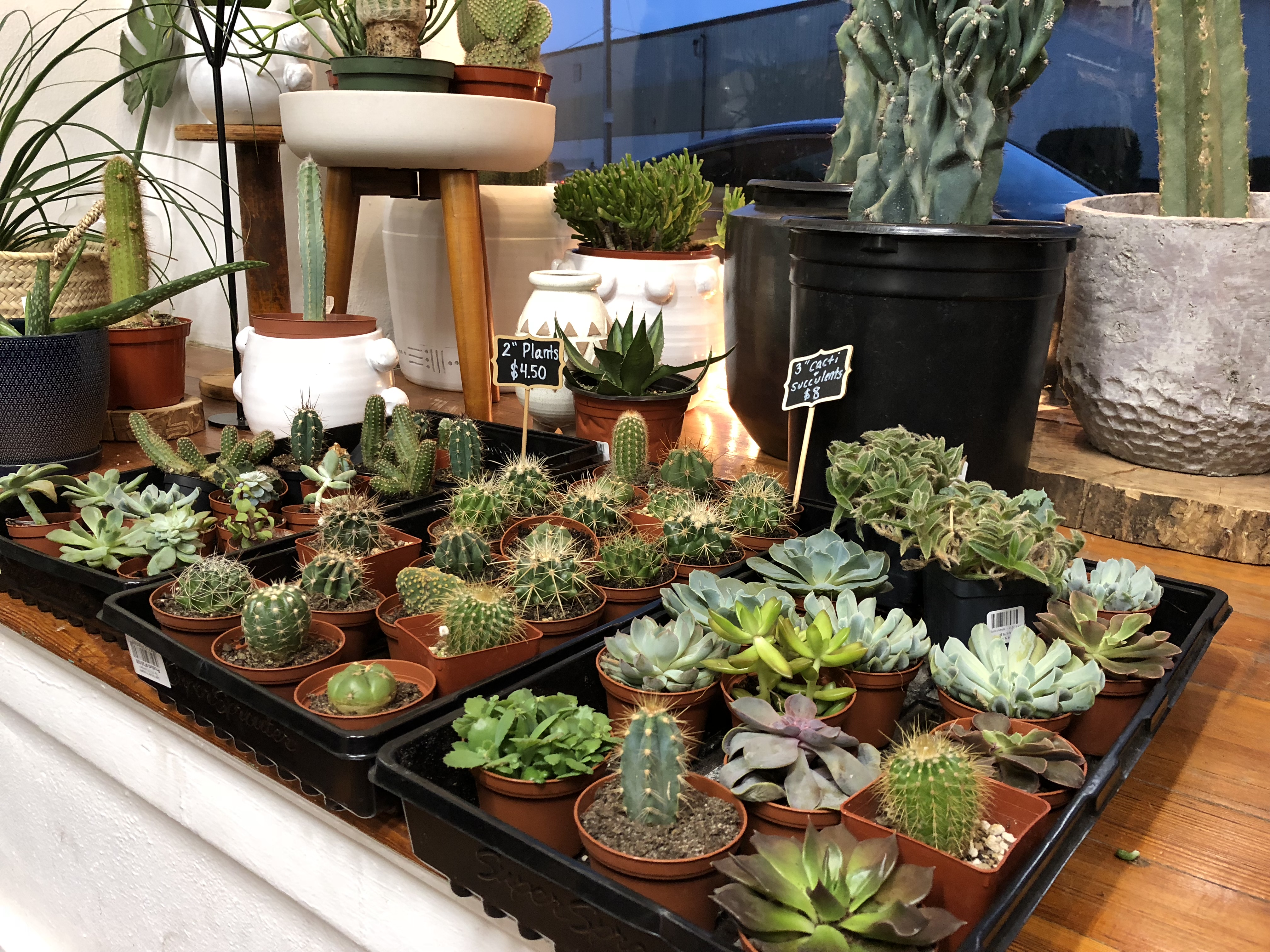 Plants at Luna Gifts & Botanicals. CONTRIBUTED