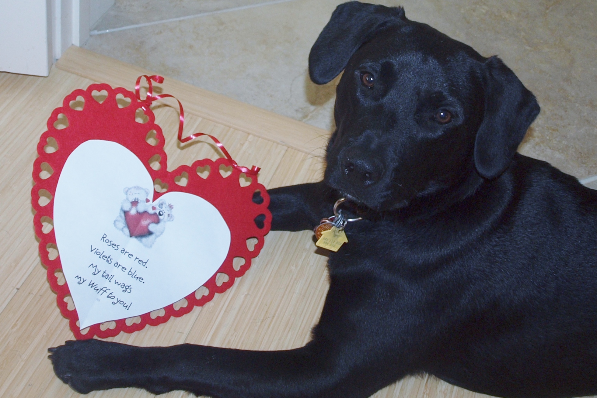 4 Stimulating Dog Toys on Valentine's Day