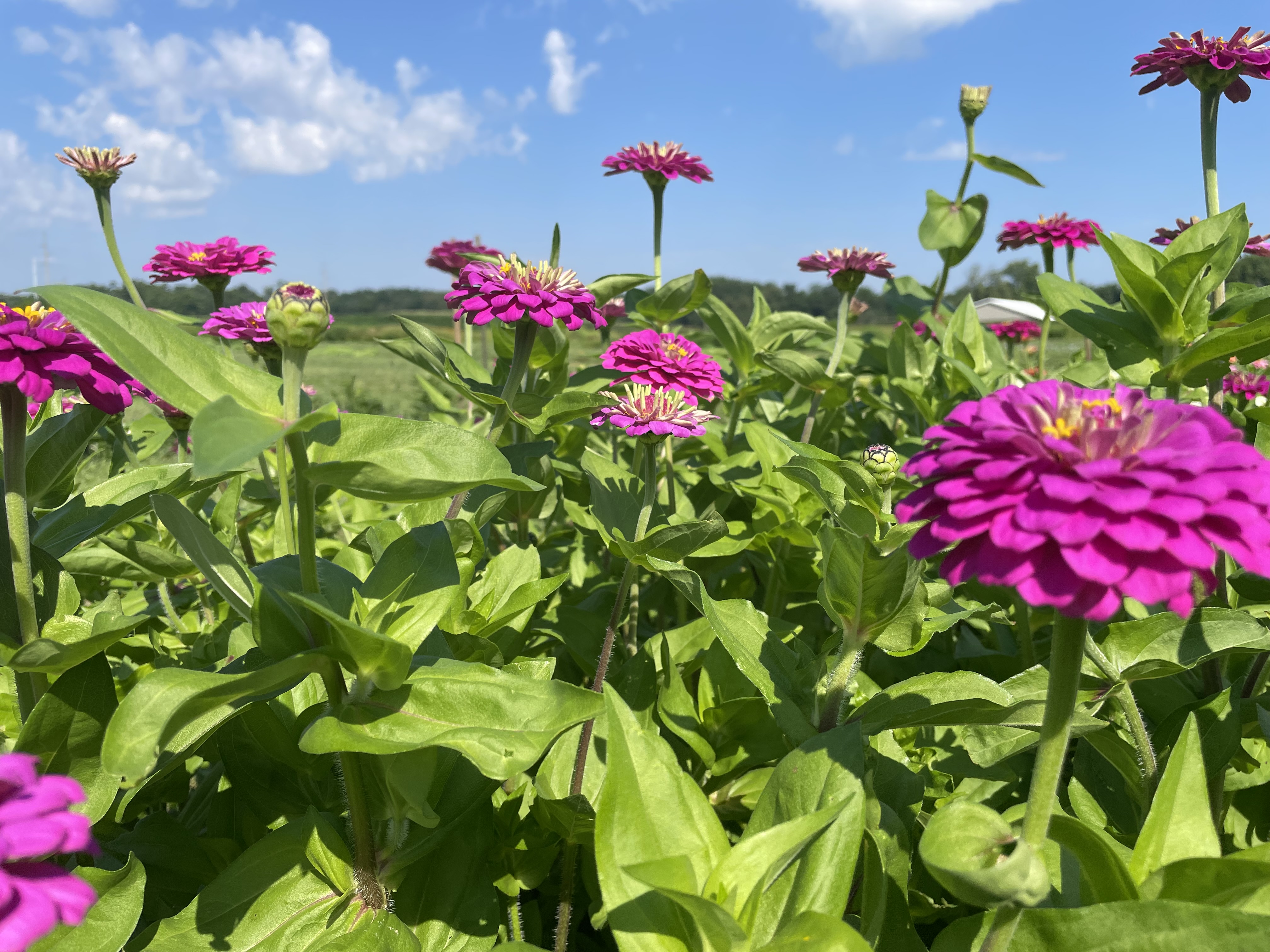 Frost Farmstead, located at 185 South Valley Road in Xenia, offers u-pick flowers and much more noon to 8 p.m. Fridays, Saturdays and Sundays through October.