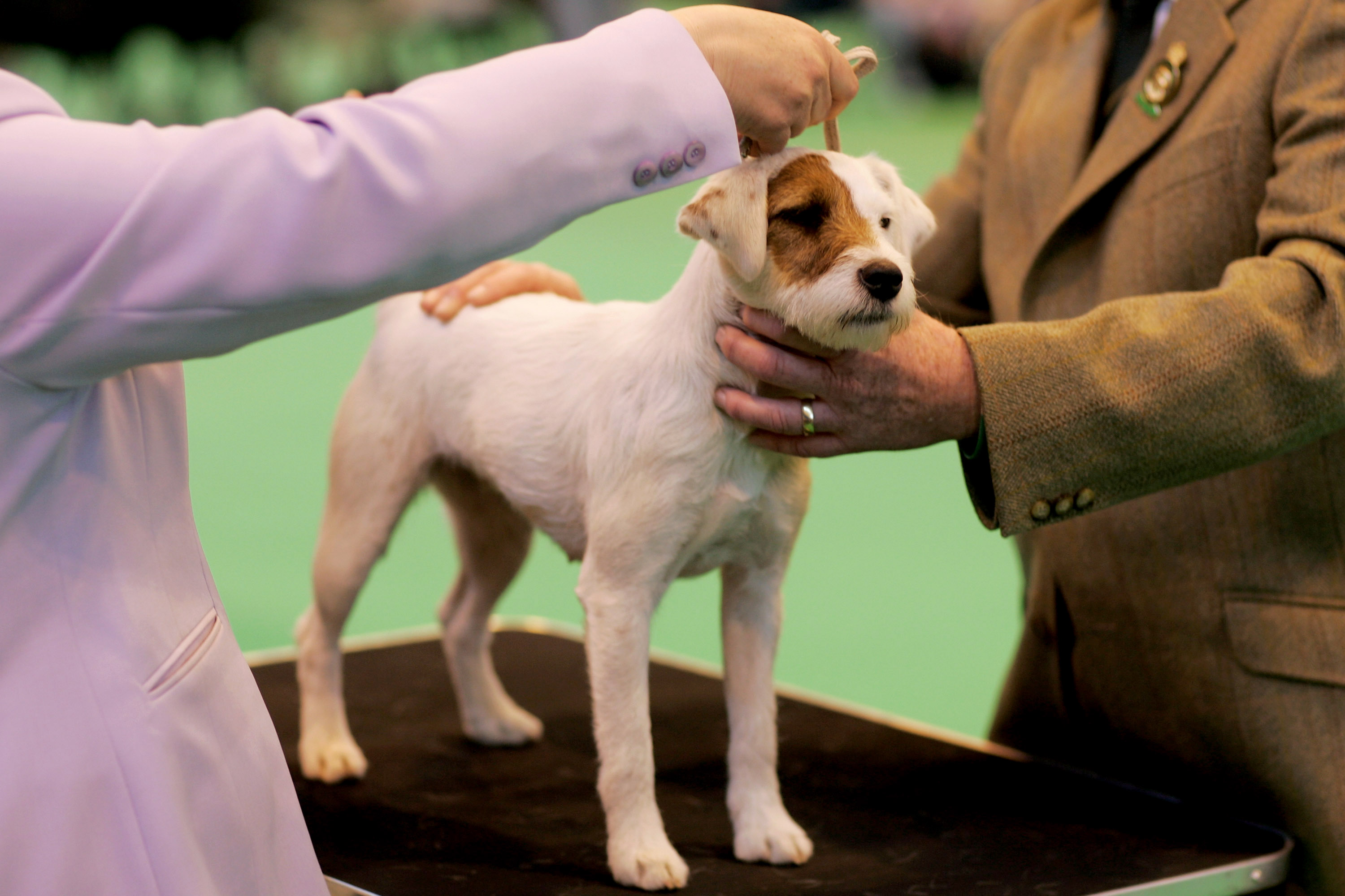 parker russell terrier