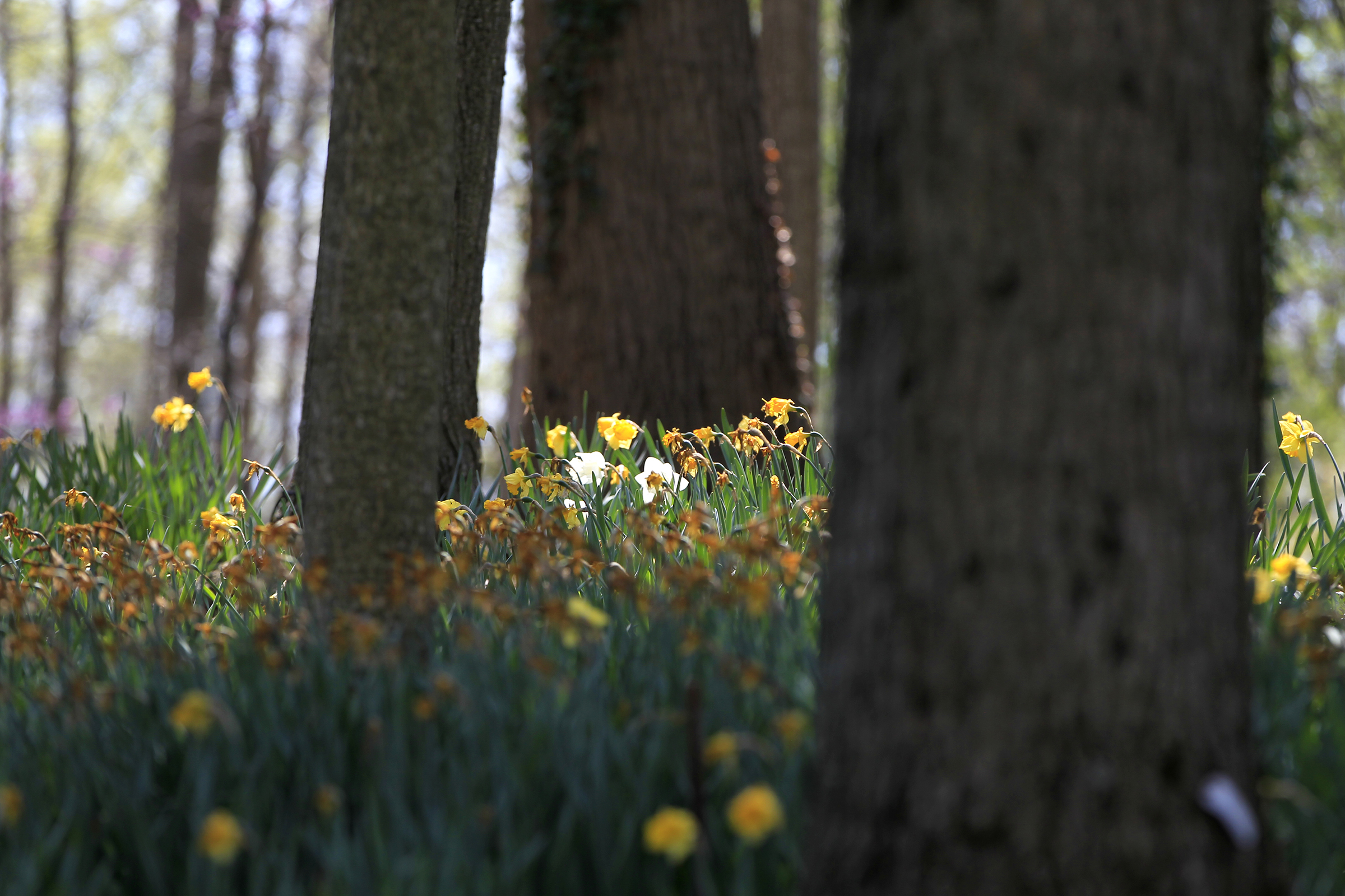Each year the hillside at 1911 Ridgeway Rd. comes alive with thousands of bright yellow daffodils.John C. Gray and his wife, Mj, started planting them in 2006. Today there are 160,000 daffodils on display each spring. LISA POWELL / STAFF