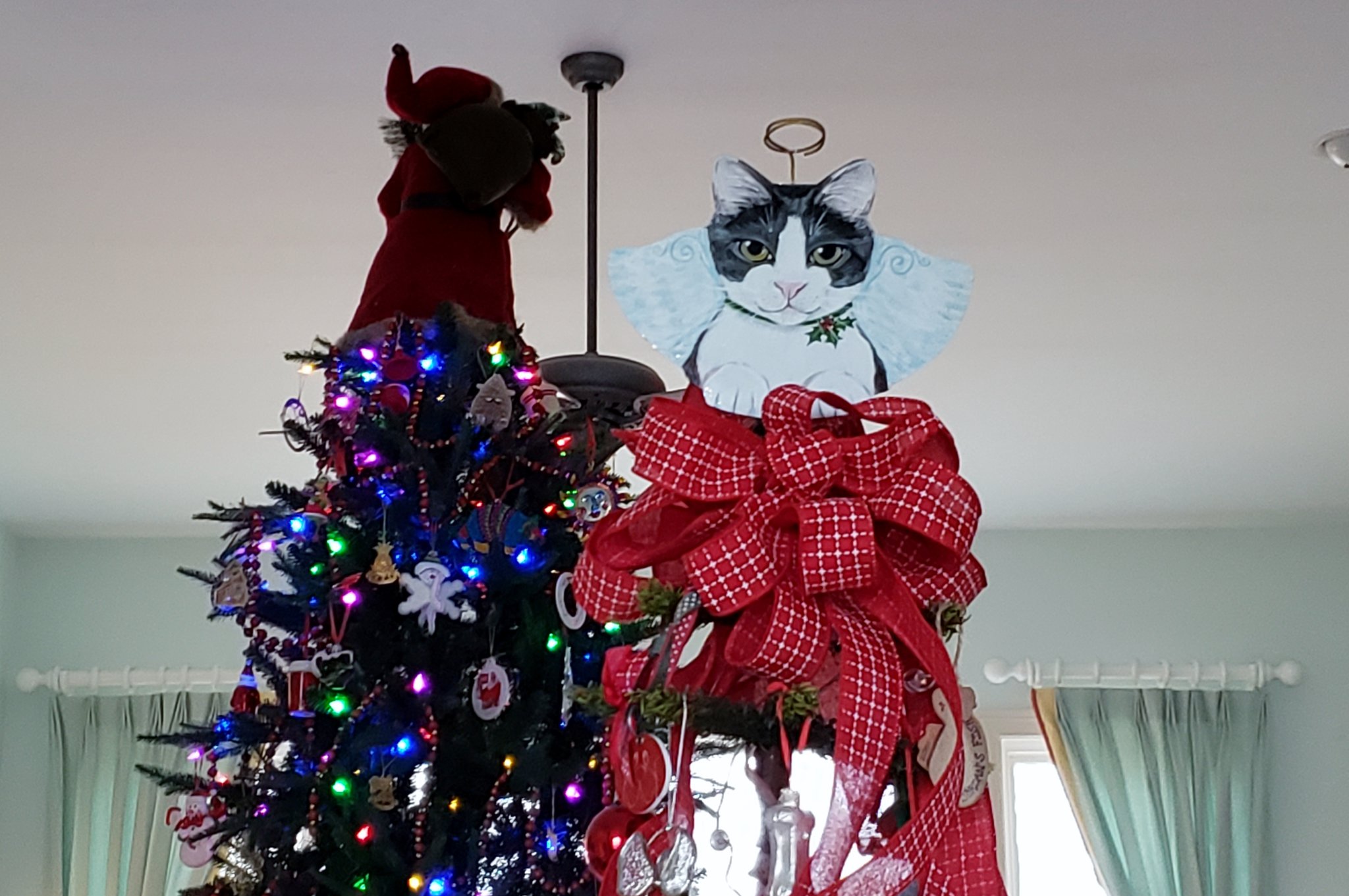 Cats and Christmas trees a love story