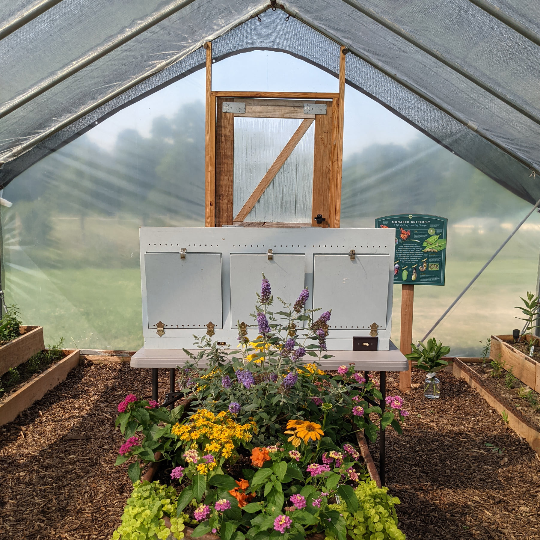A crop of butterflies will hatch in Aullwood Audubon’s new Monarch House. It is filled with nectar flowers and a dozen types of milkweed plants – native and exotic species – and is home to 35 caterpillars. CONTRIBUTED PHOTO / AULLWOOD AUDUBON