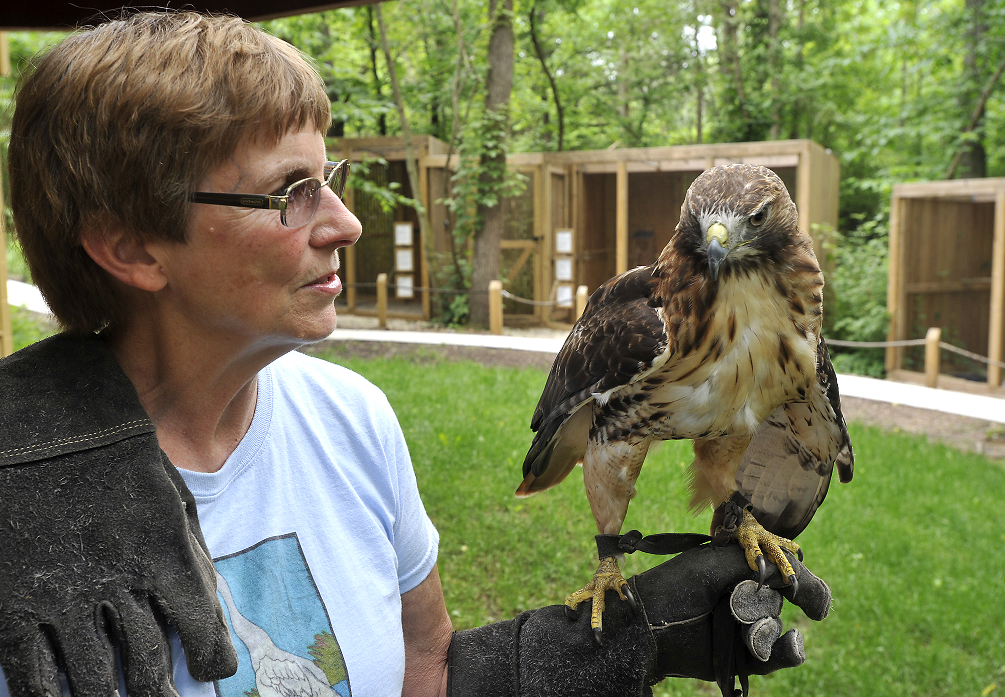 Betty Ross, director of the Glen Helen Raptor Center, works with "Helen", a female Red Tailed Hawk, at the center Thursday. The Glen Helen Nature Reserve is one of several places the state has banned from taking their birds off their premises for educational program due to an avian flu outbreak in nearby states. Bill Lackey/Staff