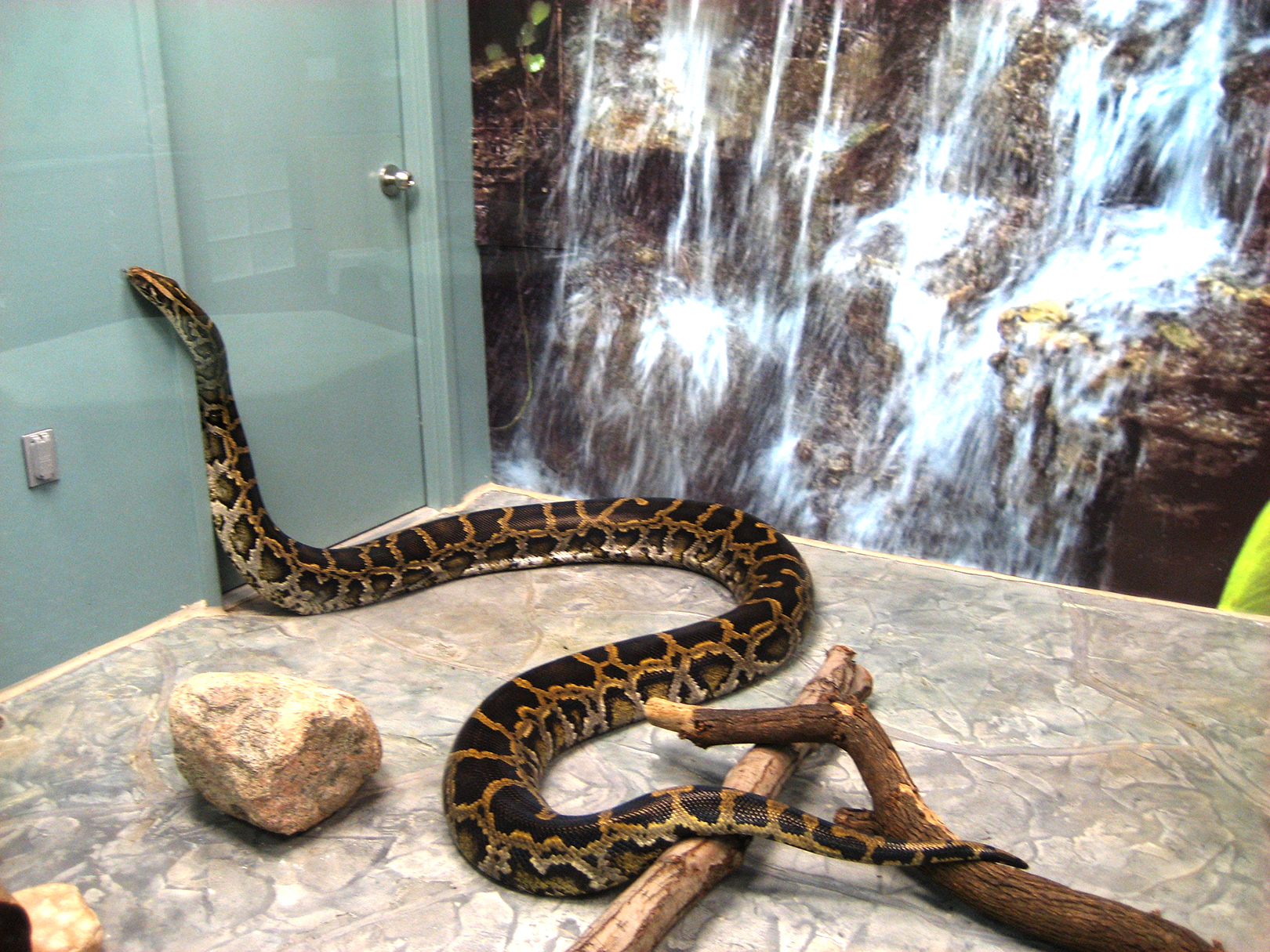 Rajeev the Burmese python, one of the longest-living animal residents at the Boonshoft Museum of Discovery has died. BOONSHOFT MUSEUM OF DISCOVERY