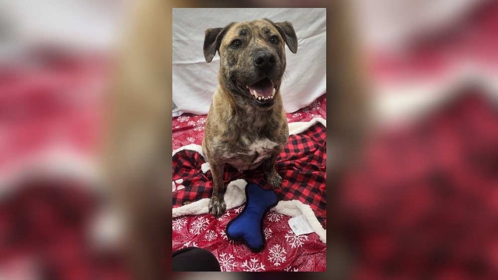 Clark County Pet of the Week