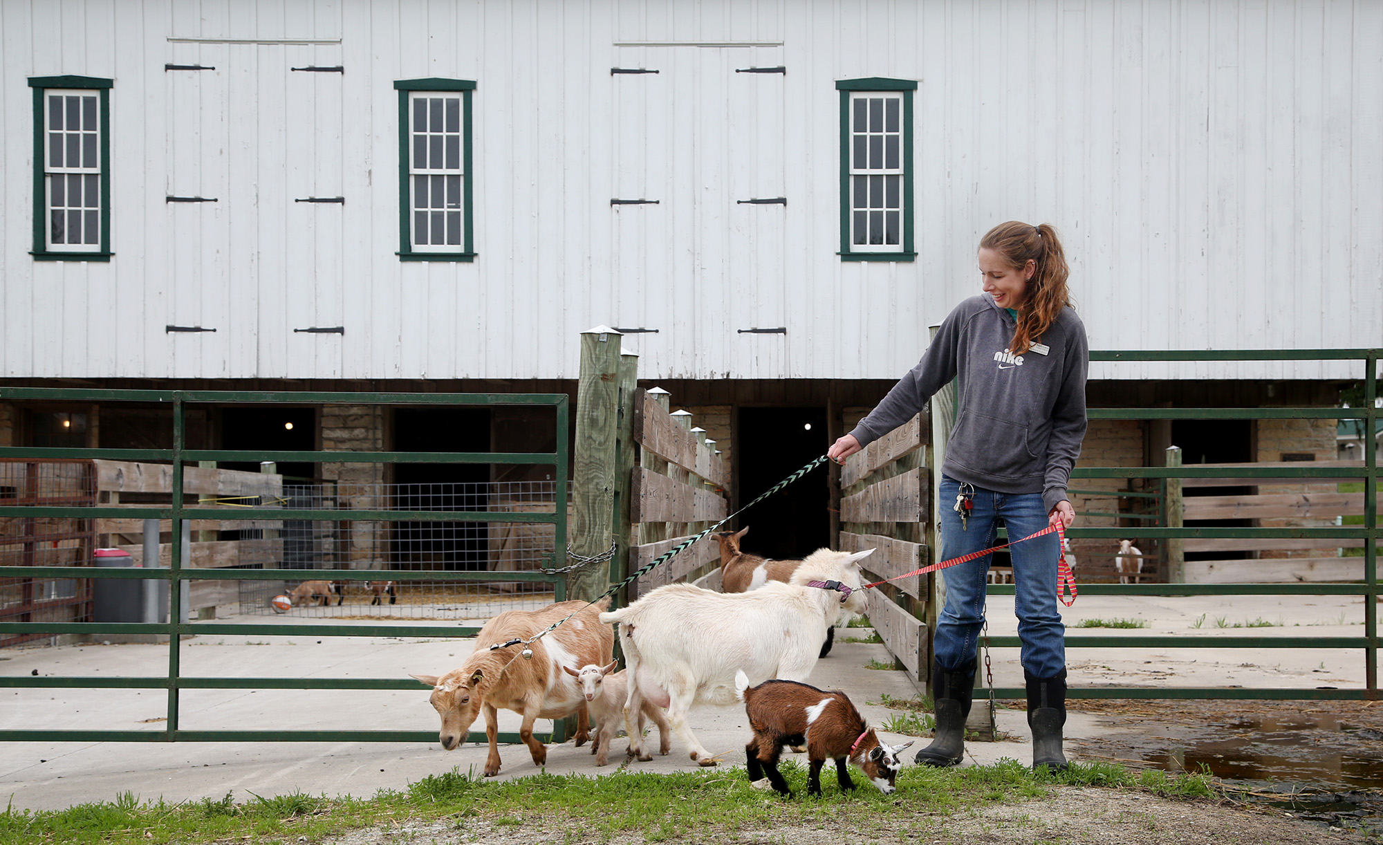 Mindy Lloyd, a large animal verterinary technician at Aullwood Farm, leads animals from the barn. A variety of young animals will be on view at Farm Babies Fest at Aullwood Farm May 18 and 19. âLISA POWELL / STAFF