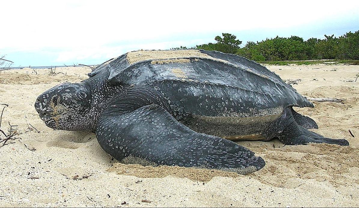 Giant turtle, more than 1,100 pounds caught in Philippines