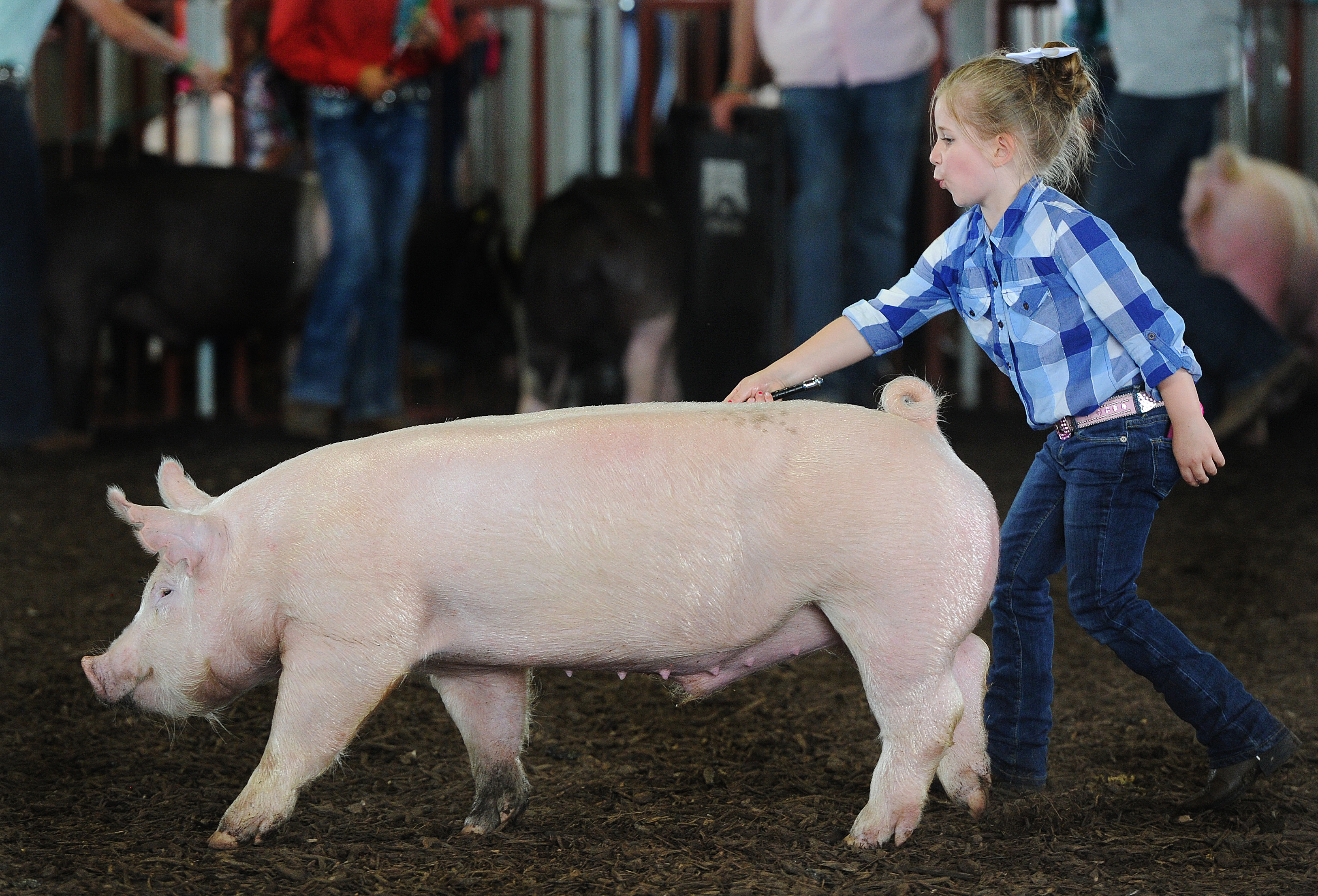 preble county cattle show