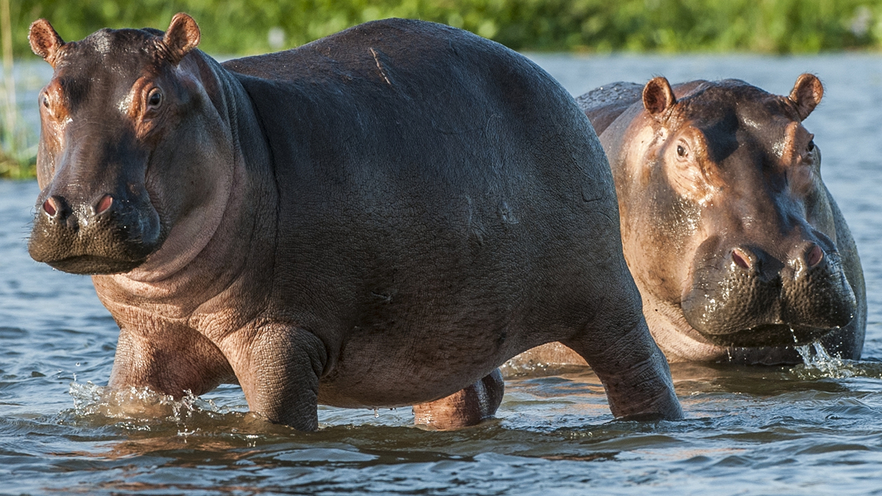 hippopotamus attack