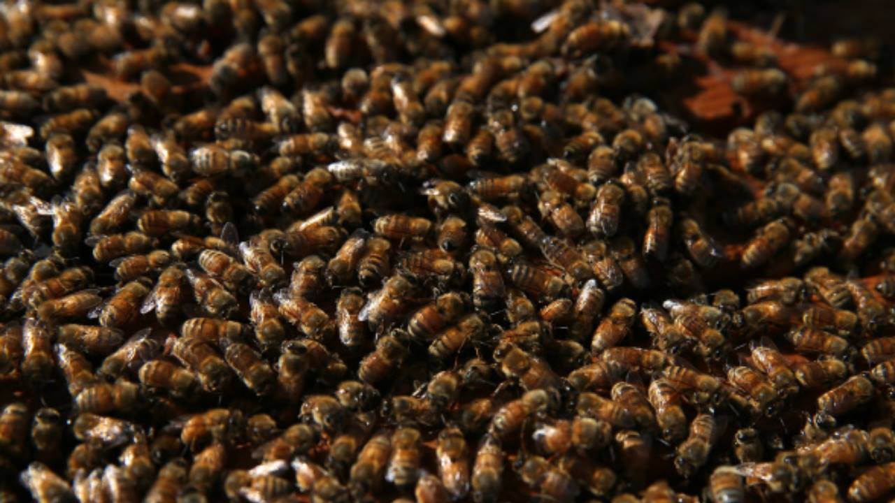 Derek Dietrich was a bee exterminator during delay