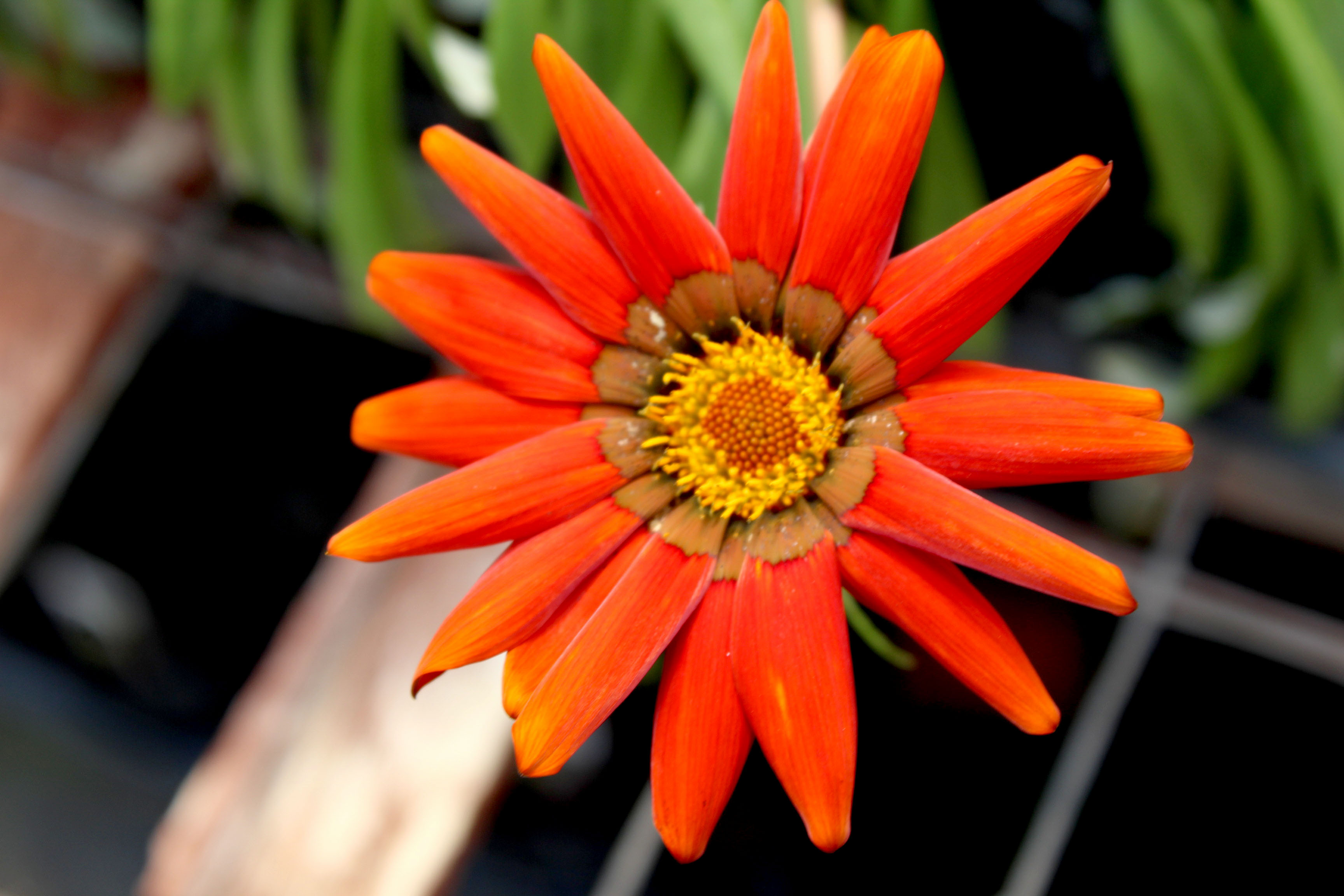 We take you inside of North Dayton Garden Center with center co-owner Rick Kossoudji . Photo by Amelia Robinson