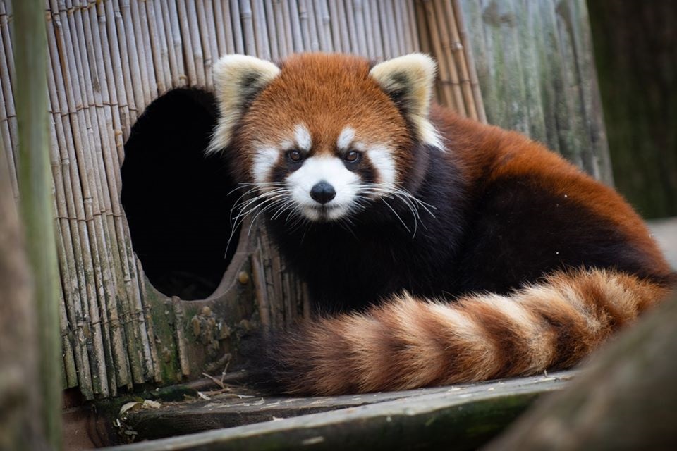 Missing red panda found, is back in habitat at Columbus Zoo