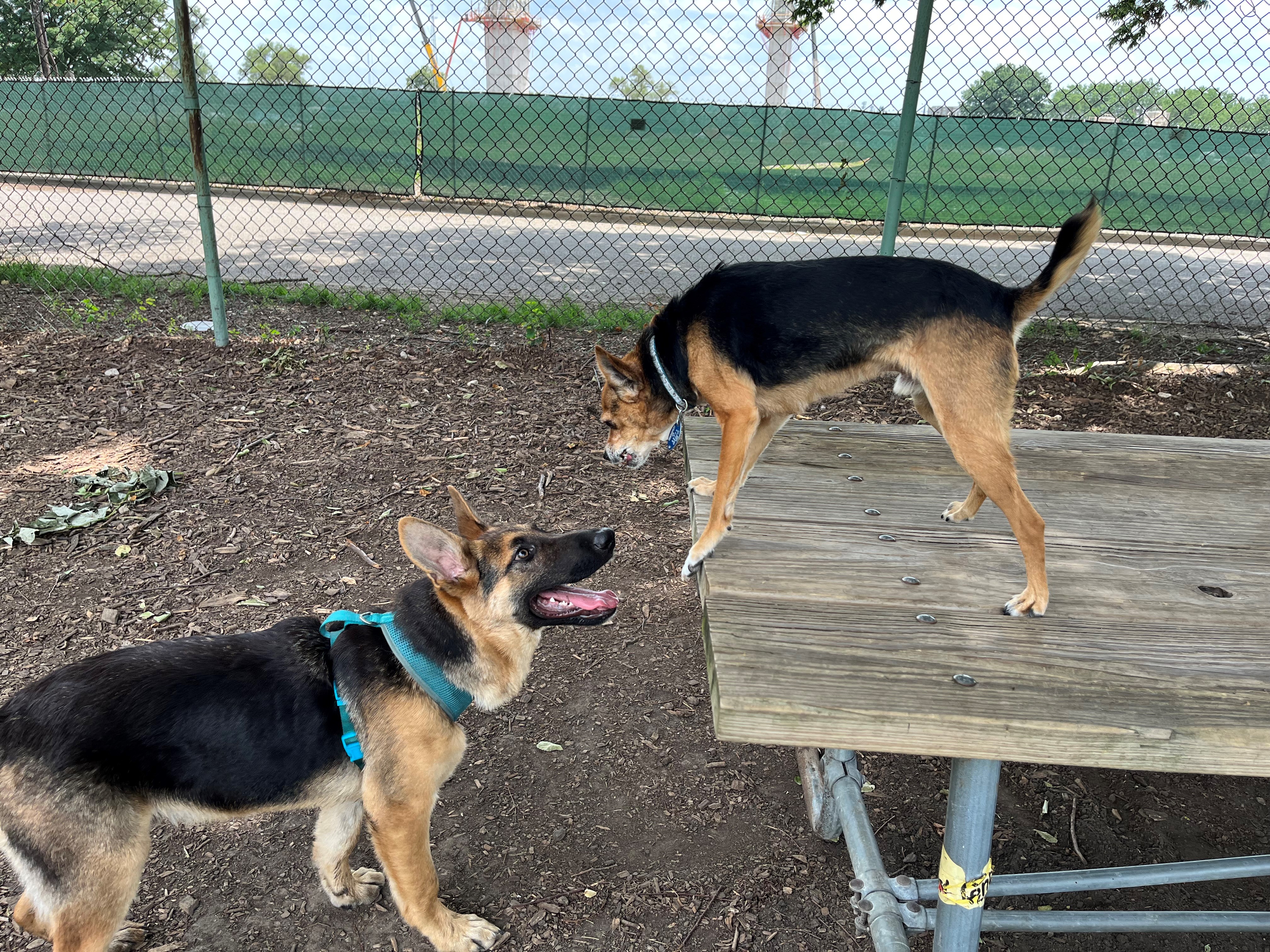 Dogs interact at Deeds Point Dog Park.  CORNELIUS FROLIK / STAFF