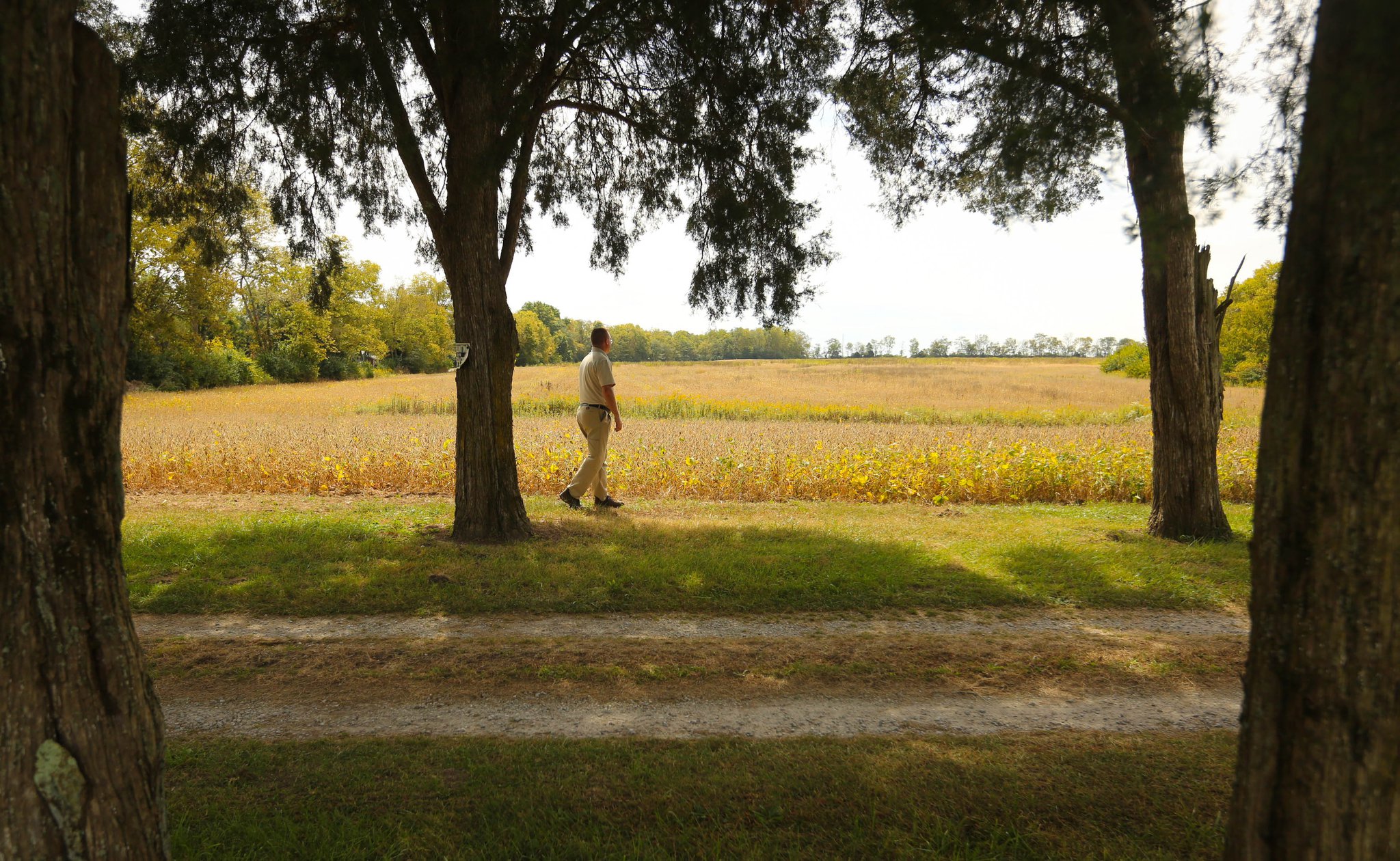 Conservation Manager Michael Enright of Five Rivers MetroParks walks along the field of the current farmland that will be transformed into a prairie that will provide the food and nesting sites necessary for pollinators’ survival. Many of the plants will be milkweed, which is critical to monarchs since it’s the only plant on which they lay their eggs. The project is funded by the U.S. Fish & Wildlife Service and the Clean Ohio Green Space Conservation Fund. Protecting the dwindling monarch population is a priority for Fish & Wildlife, which is determining if monarchs should be listed under the Endangered Species Act. JIM WITMER/STAFF