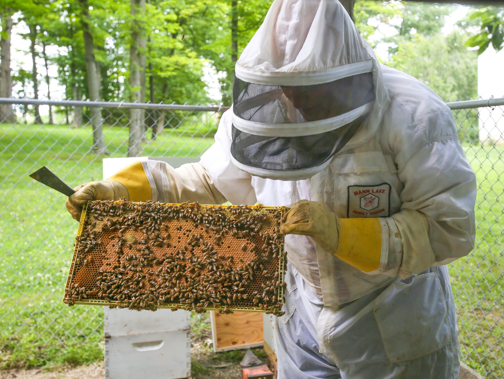 Since 1995, Butler County Prosecutor Michael Gmoser’s bee hives have produced between 100 and 300 pounds of honey per season.