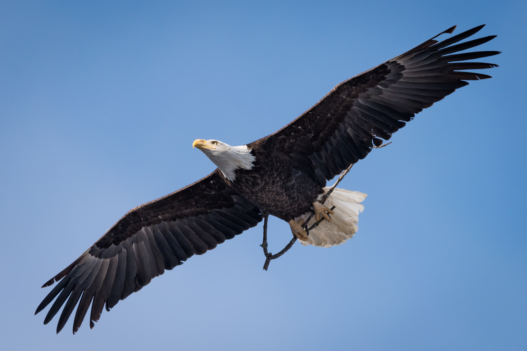 Bethlehem Pa Aug 8 Philadelphia Eagles Stock Photo 82451158