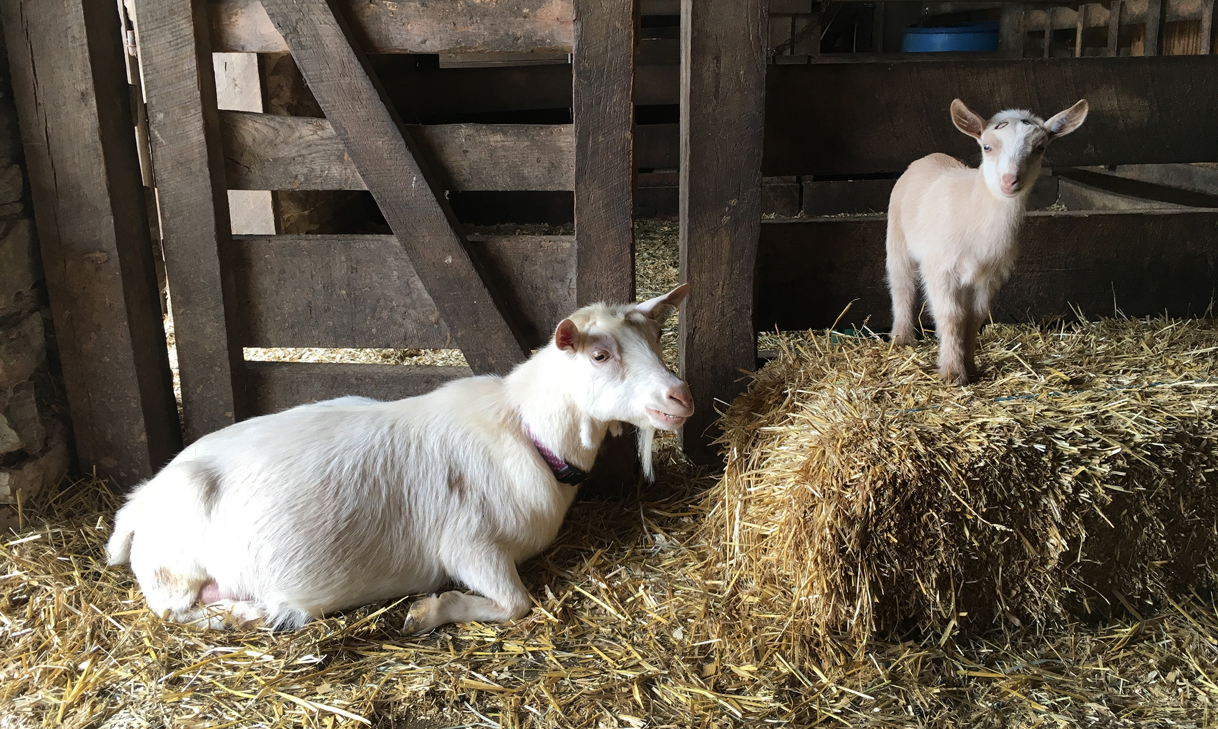 A variety of young animals will be on view at Farm Babies Fest at Aullwood Farm May 18 and 19. âLISA POWELL / STAFF