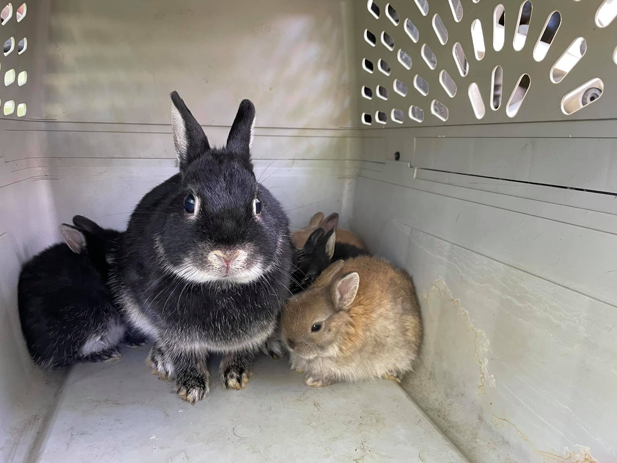 Woman charged after dozens of rabbits dumped in park and taken from  Middletown residence