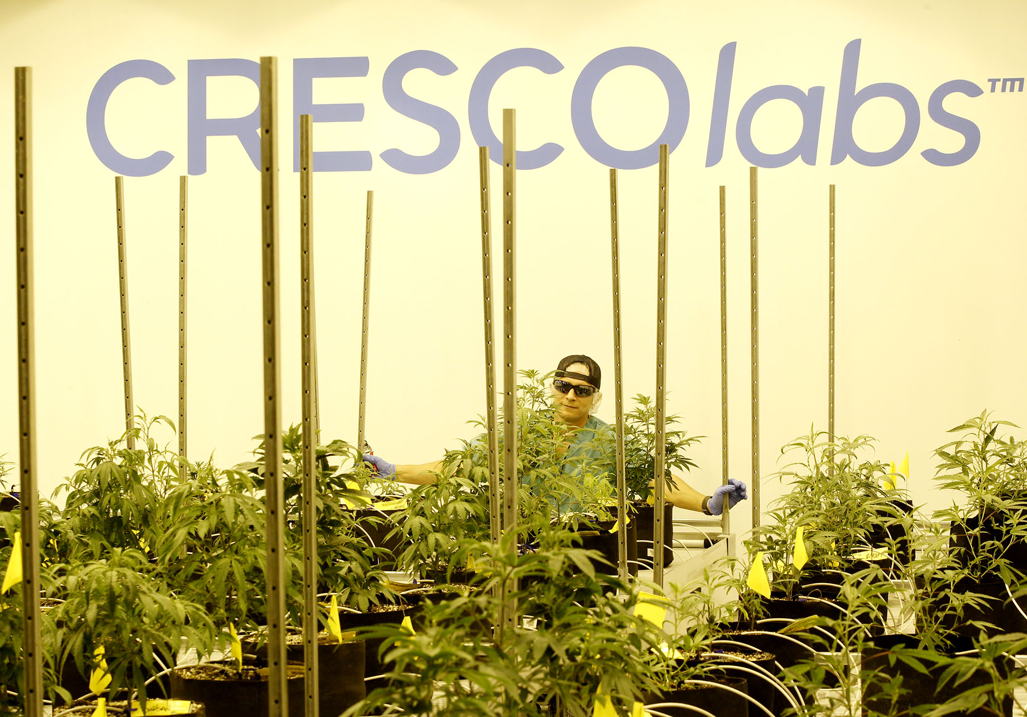 Medical marijuana cultivator and processor Cresco Labs, hosted a ribbon cutting at its Yellow Springs facility on Monday to mark the first cultivation of plants. A cultivation agent moves marijuana plants inside the building. TY GREENLEES / STAFF