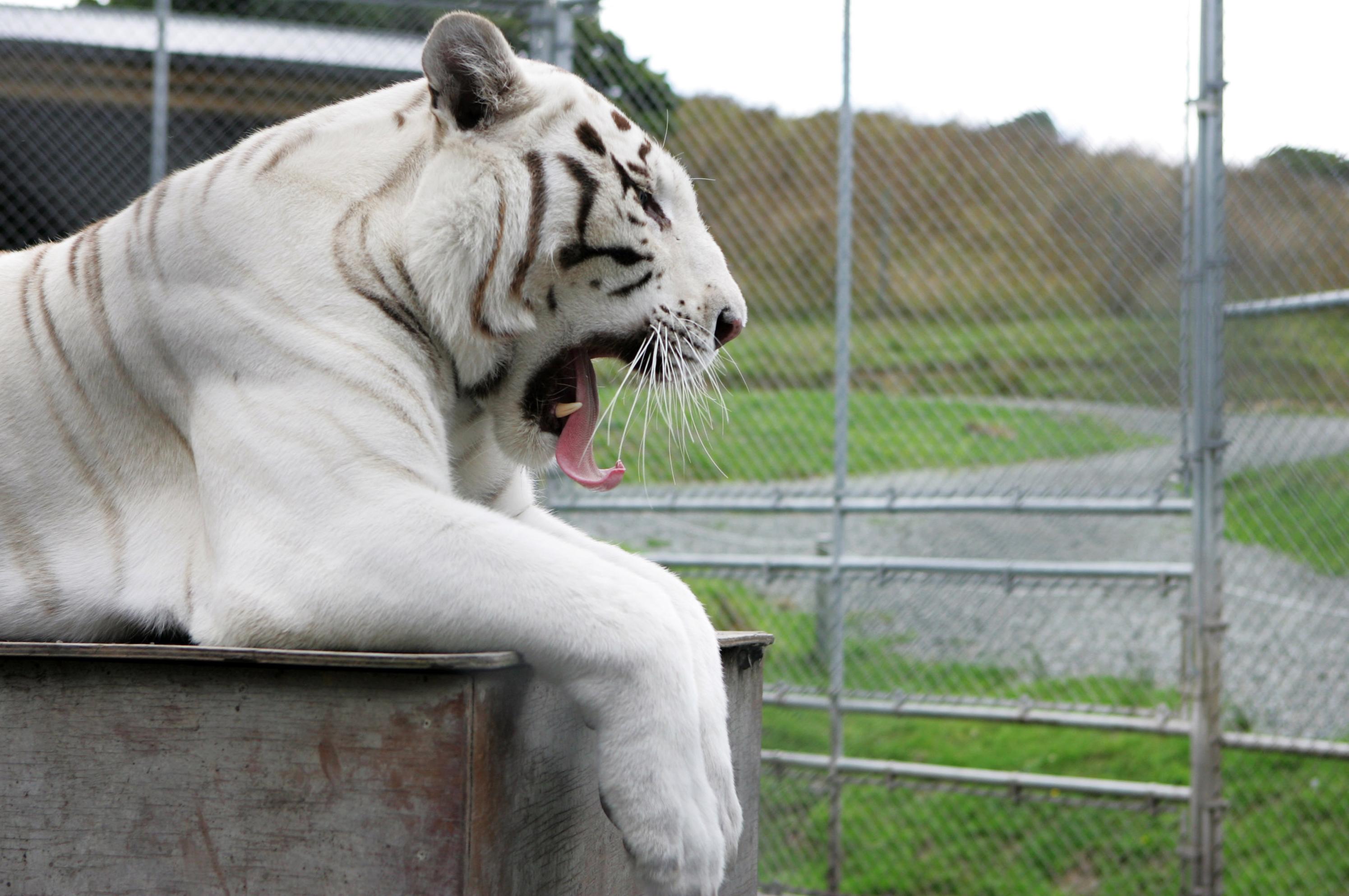 White tiger mauled to death after 'getting into zoo's Bengal tiger