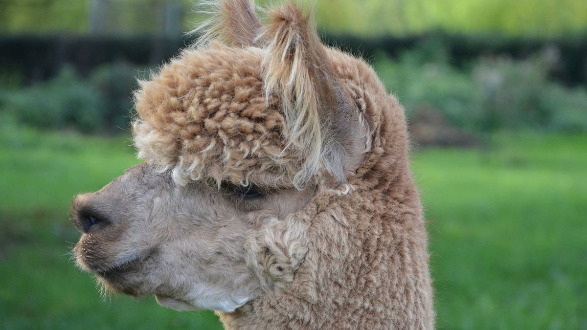 Coronavirus: Farm offers goats, llamas to join video meetings