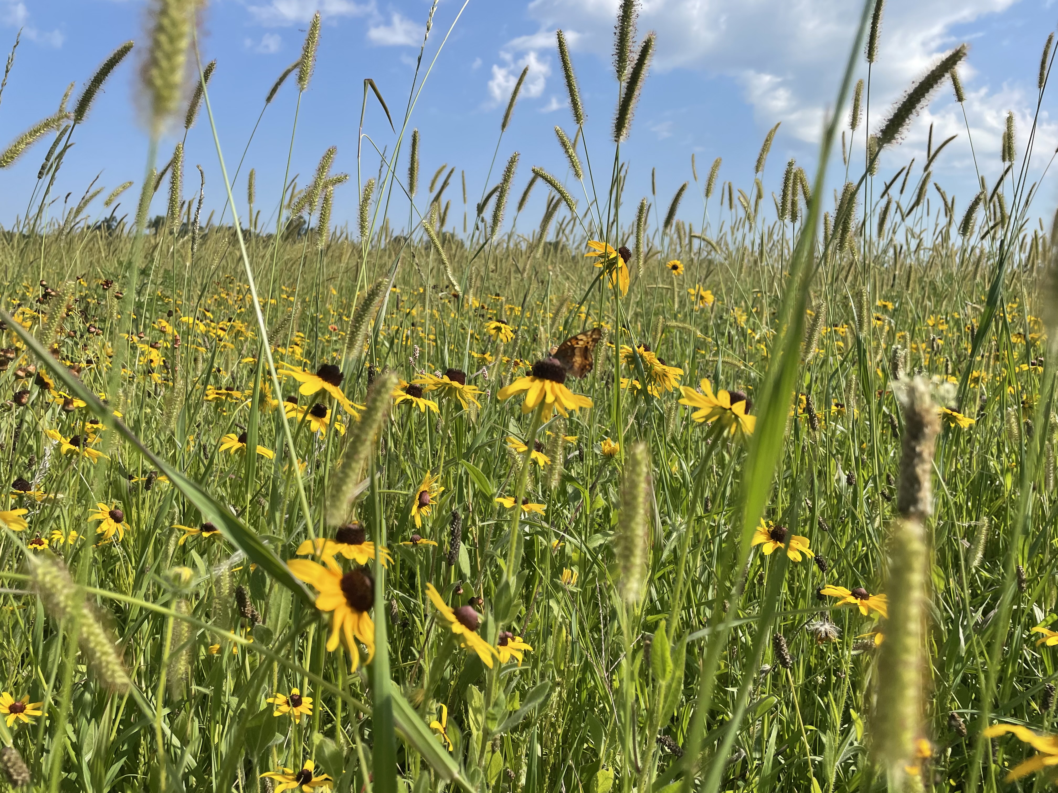 Frost Farmstead, located at 185 South Valley Road in Xenia, offers u-pick flowers and much more noon to 8 p.m. Fridays, Saturdays and Sundays through October.