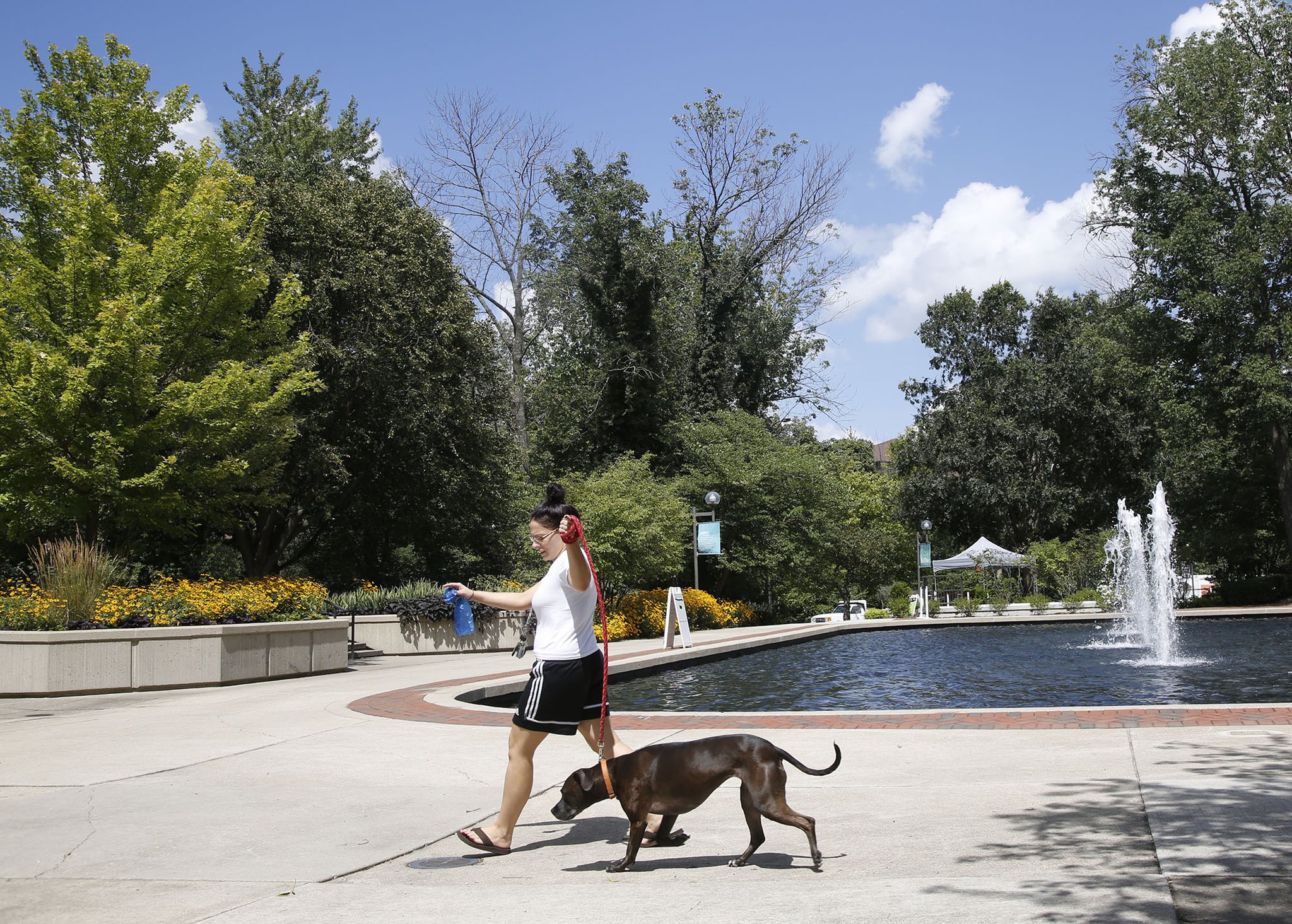 The City of Kettering is in the process of removing and replacing ash trees near the Fraze Pavilion at the civic commons. Many of the dying trees are still standing. Lindsay Arway walks her dog Onyx through Lincoln Park where a few of the trees are almost bare. TY GREENLEES / STAFF
