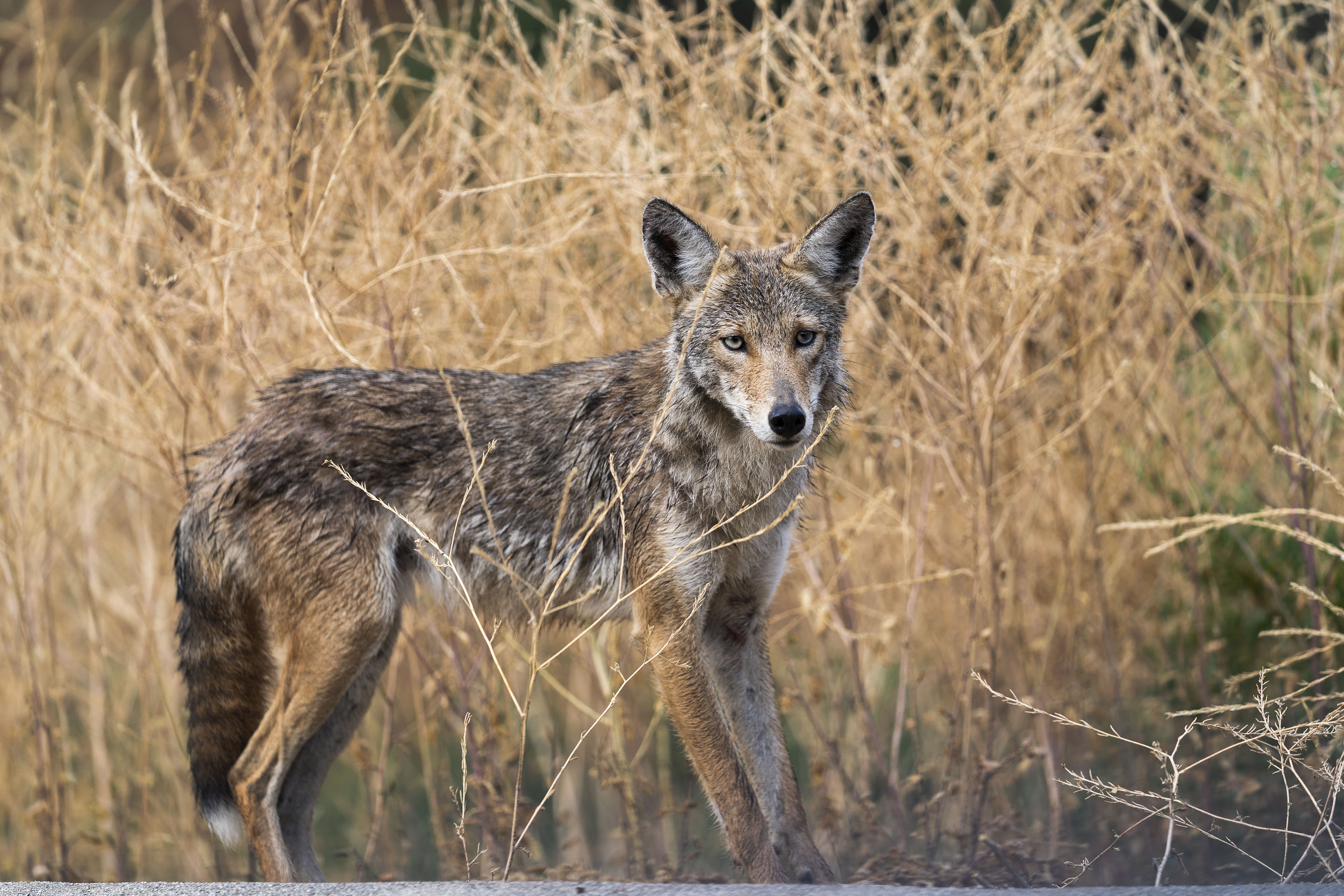 Aggressive' Coyote Attacked 4 Residents in One Neighborhood, Officials Say
