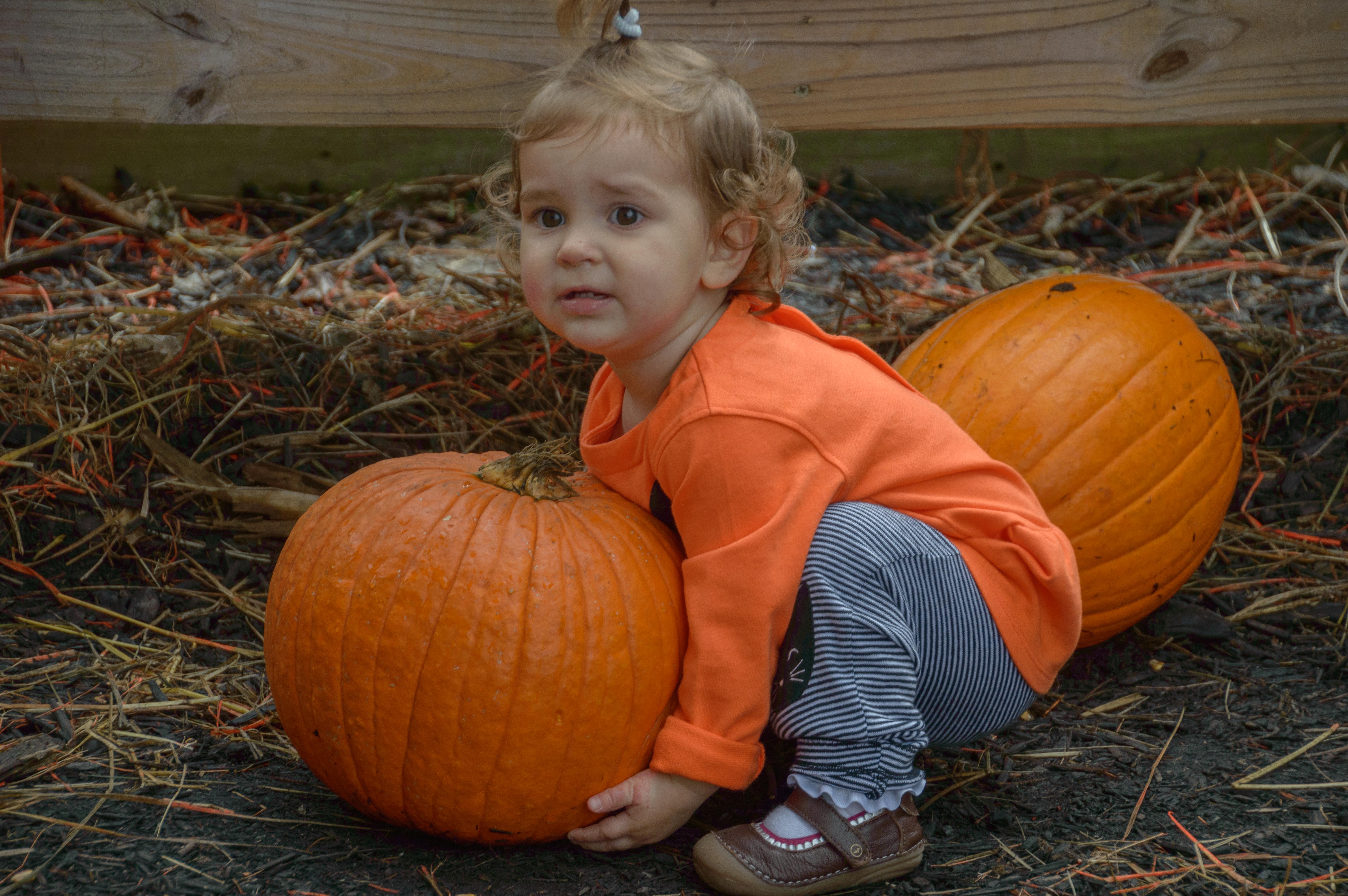 This favorite family festival was held at Young's Jersey Dairy on Oct. 1-2, 2016 in Yellow Springs, Ohio.