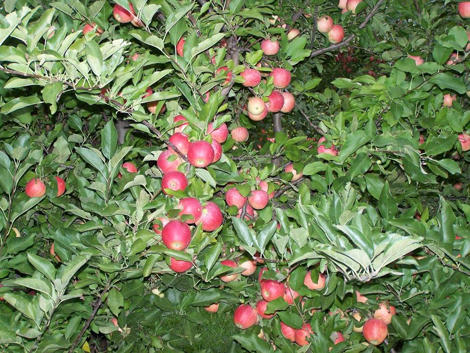 Tükens Farm boasts 2,800 low-hanging apple trees with over 40 different varieties of apples. Their orchard was specially designed for patrons to pick their own apples; the trees are shorter and heavy fruiting. (Source: Facebook)