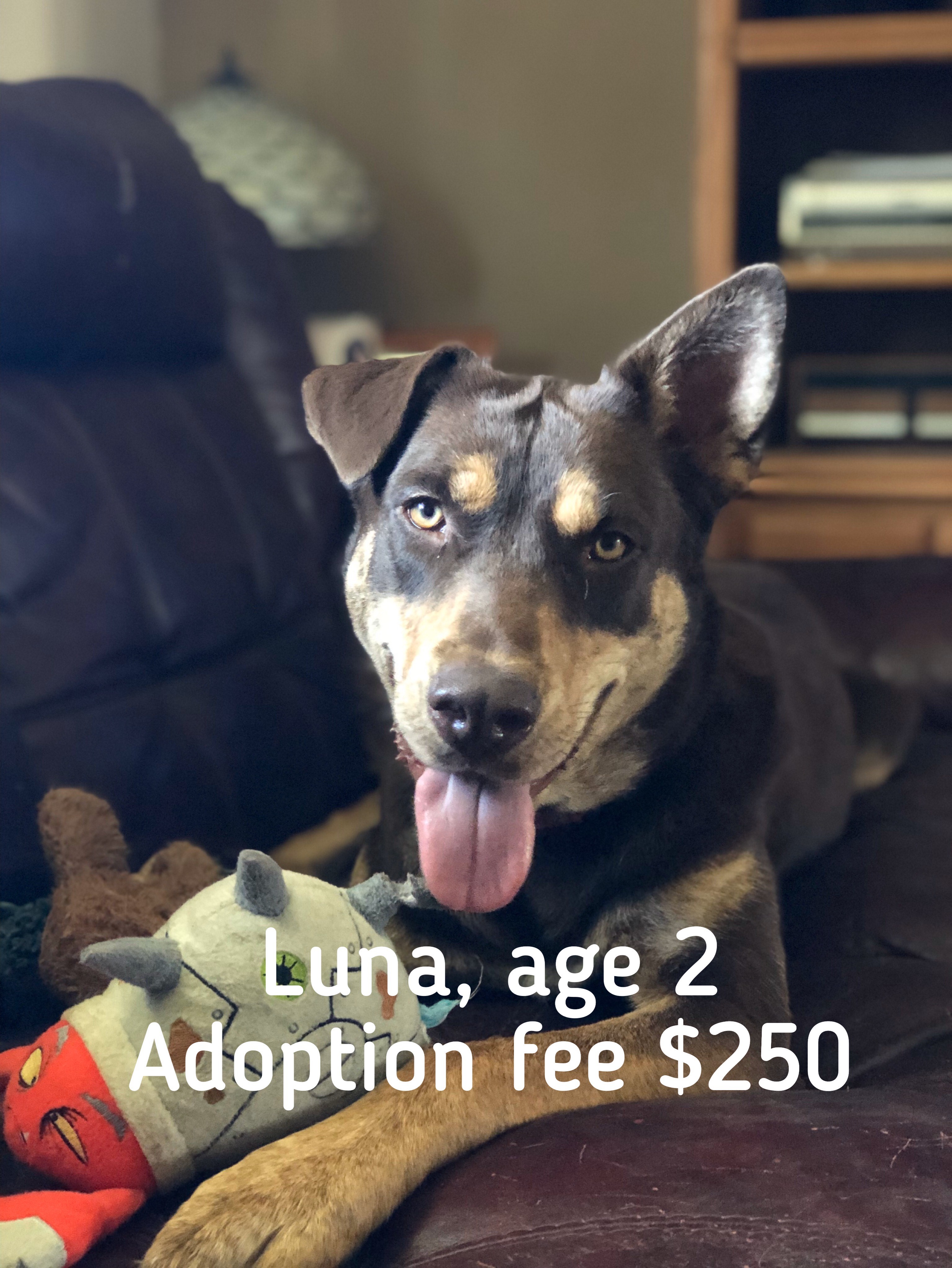 Virtual dog adoption event in Dayton