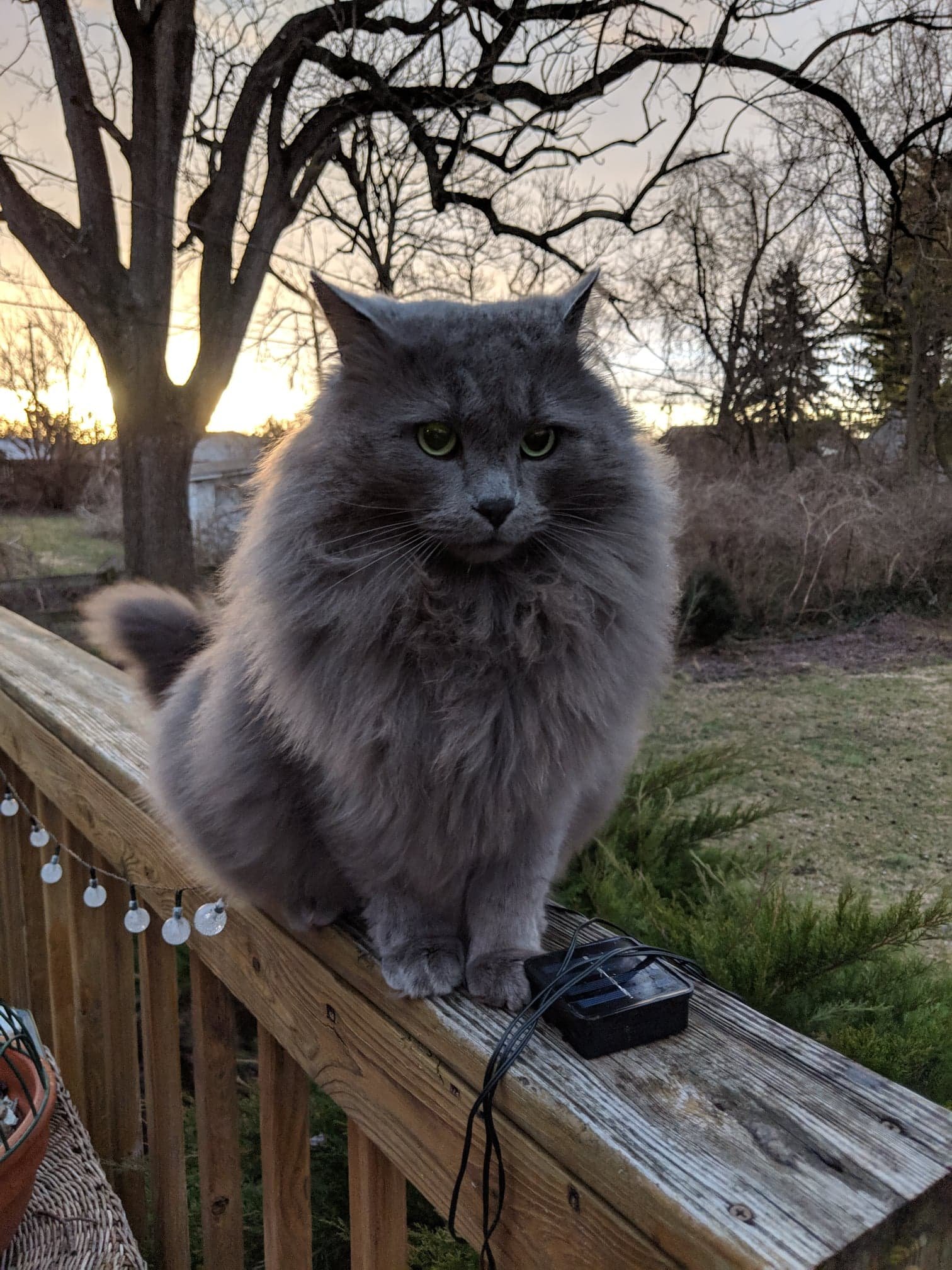 Robin and Chris Sassenberg's cat Slim Shady. The cat has been missing since the Memorial Day tornadoes.
