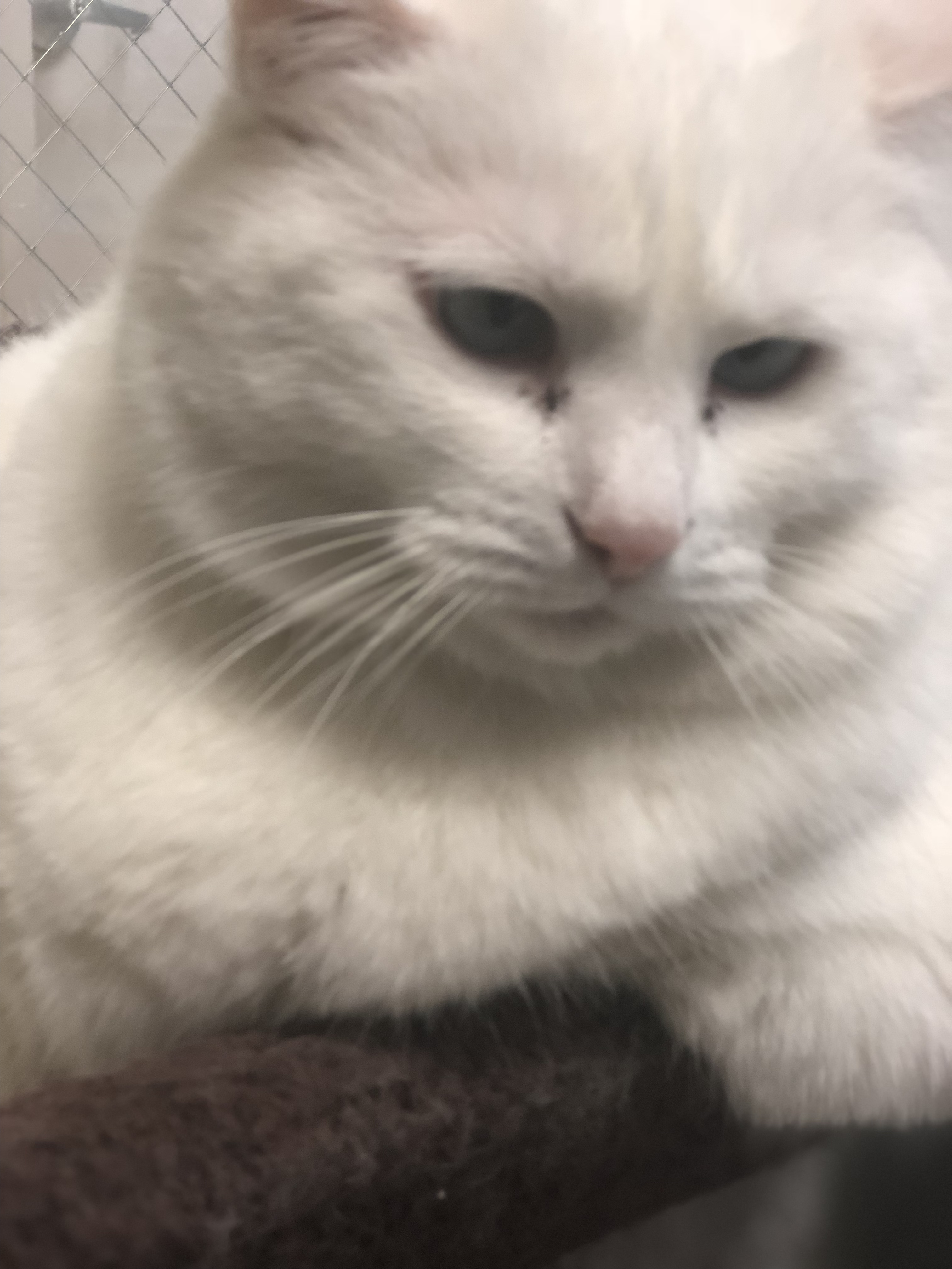 Princess Powderpuff is up for adoption at SICSA Pet Adoption Center. The white cat is 19 pounds and has blue crossed eyes.