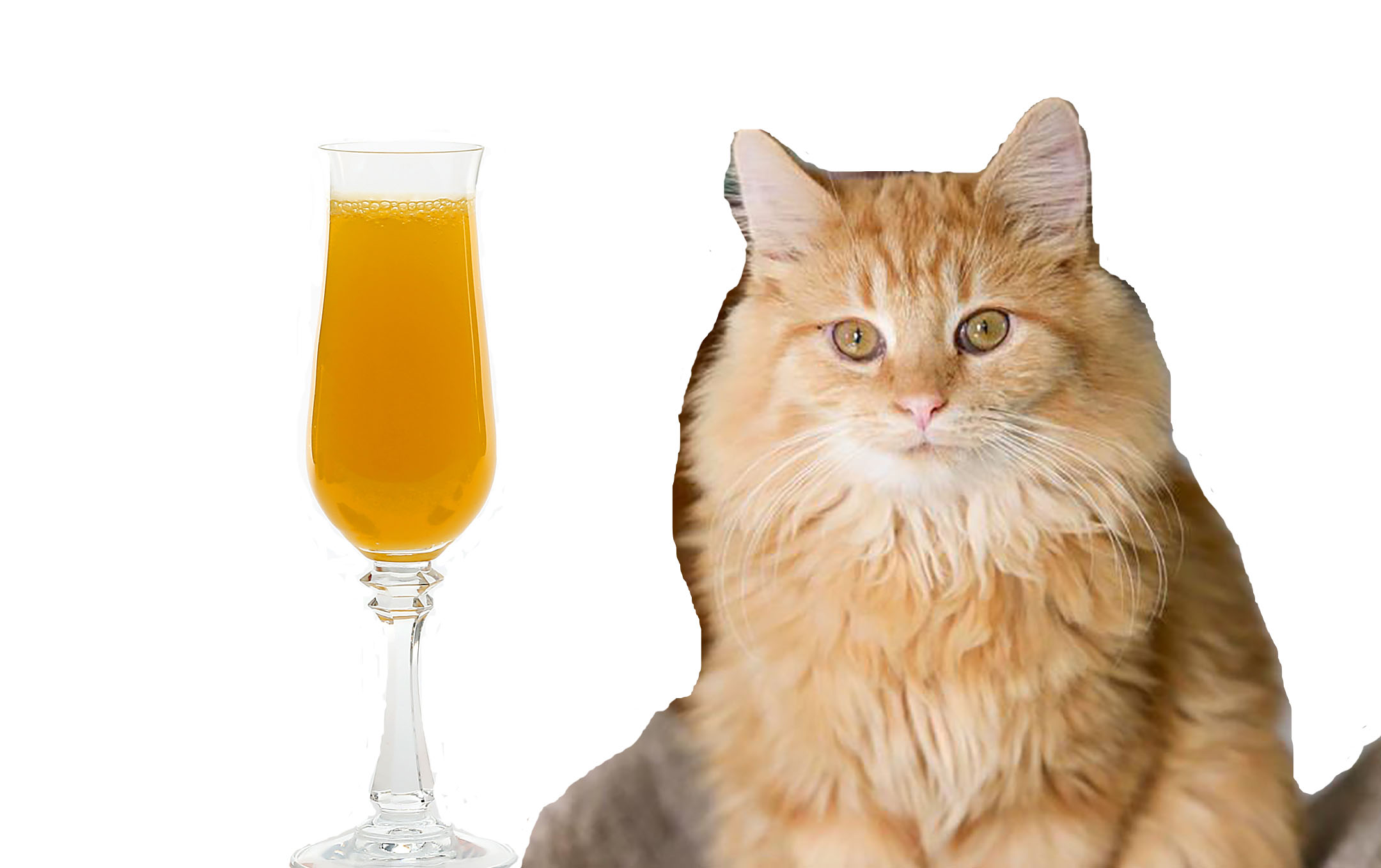 Gem City Catfe's Wilpur Wright (submitted) next to a glass of mimosa made with orange juice(Kirk McKoy/Los Angeles Times/TNS).