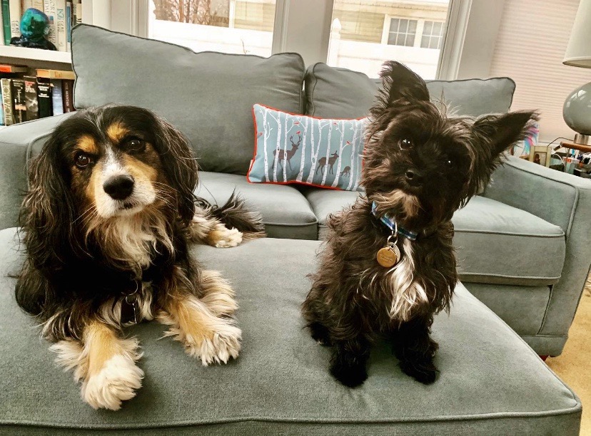 "Franklin"(left) and "Walter" belong to couple U.S. Sen. Sherrod Brown and journalist Connie Schultz. CONTRIBUTED