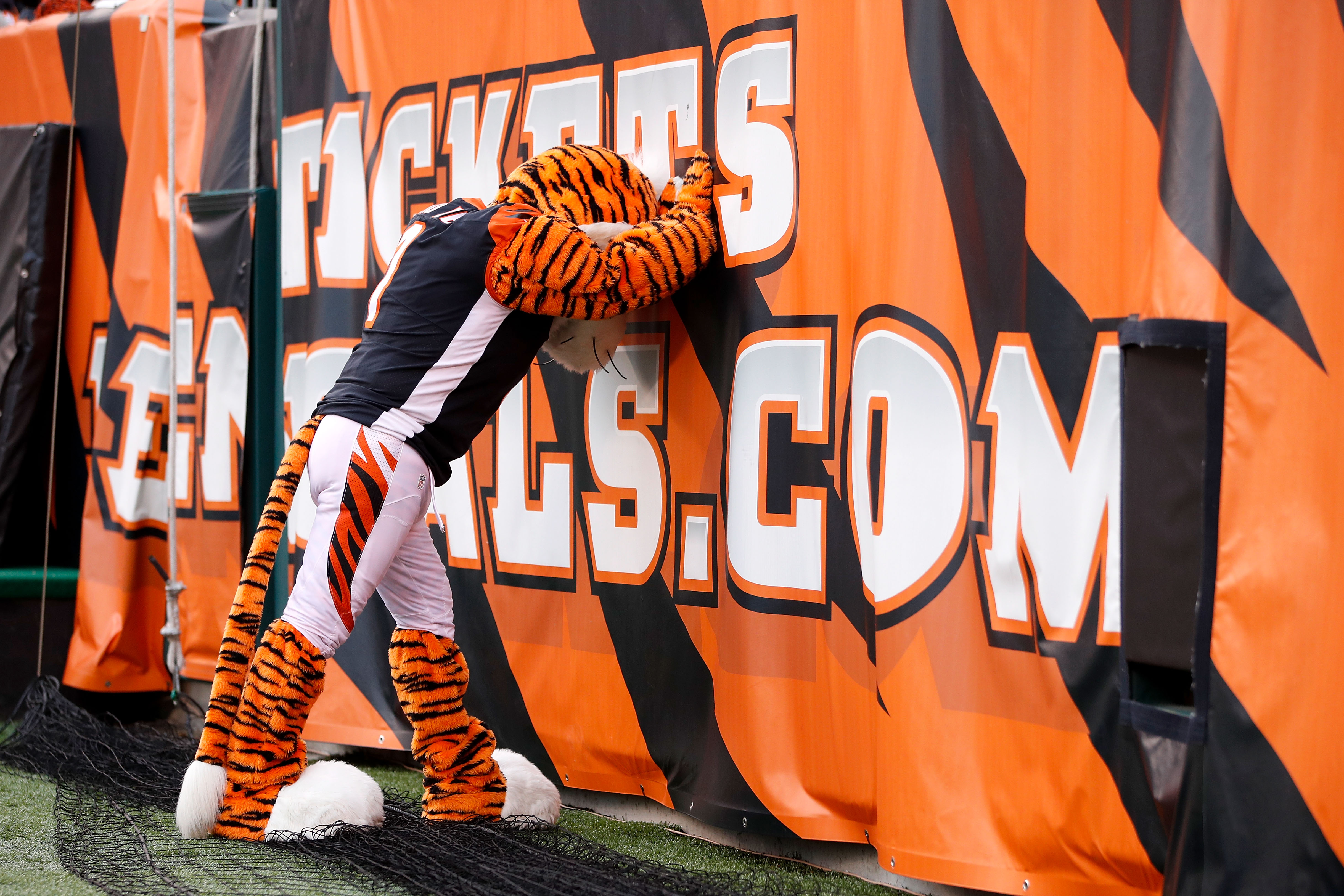 Cincinnati Bengals on X: One month closer to being in The Jungle