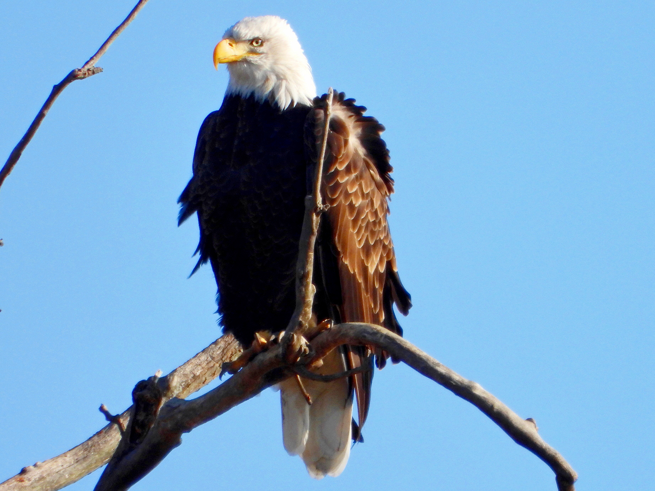 A nomadic adult bald eagle traveling alone, according to Jim Weller, founder of Eastwood Eagle Watchers, has been spending time in Wegerzyn Gardens MetroPark among the broken branches caused by the Memorial Day tornados. JIM WELLER / CONTRIBUTED PHOTO