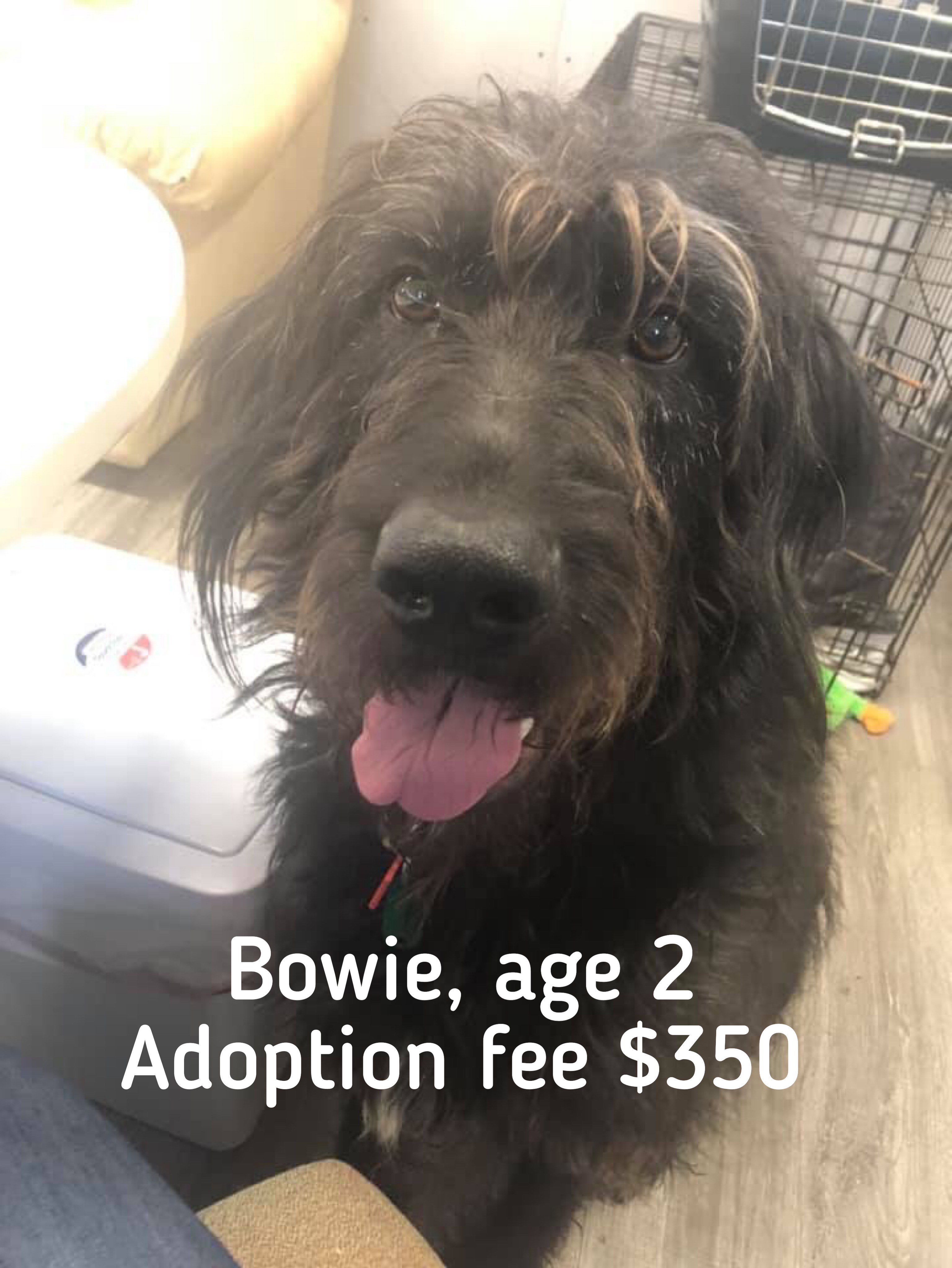 Virtual dog adoption event in Dayton