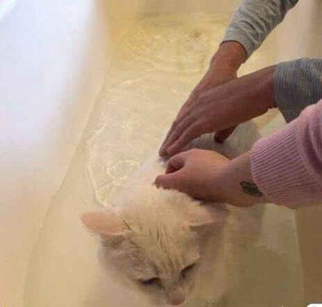 Princess Powderpuff gets a bath from her new owners. CONTRIBUTED