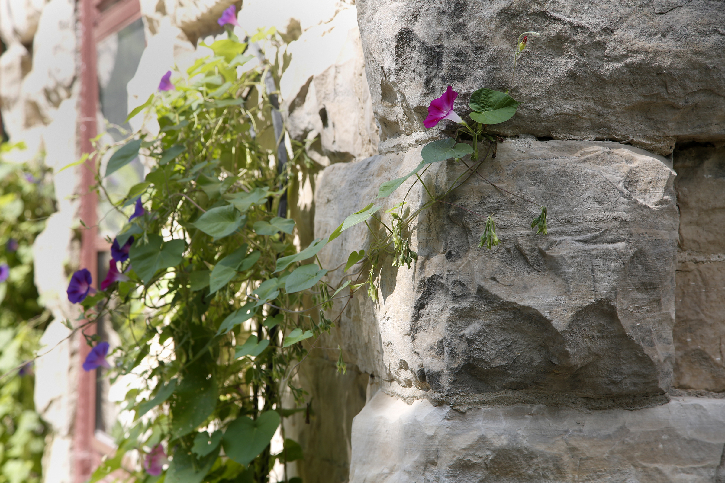 The supporting walls of the Piatt castles are made of limestone, two-feet-thick, that was quarried from the Logan County land. LISA POWELL / STAFF