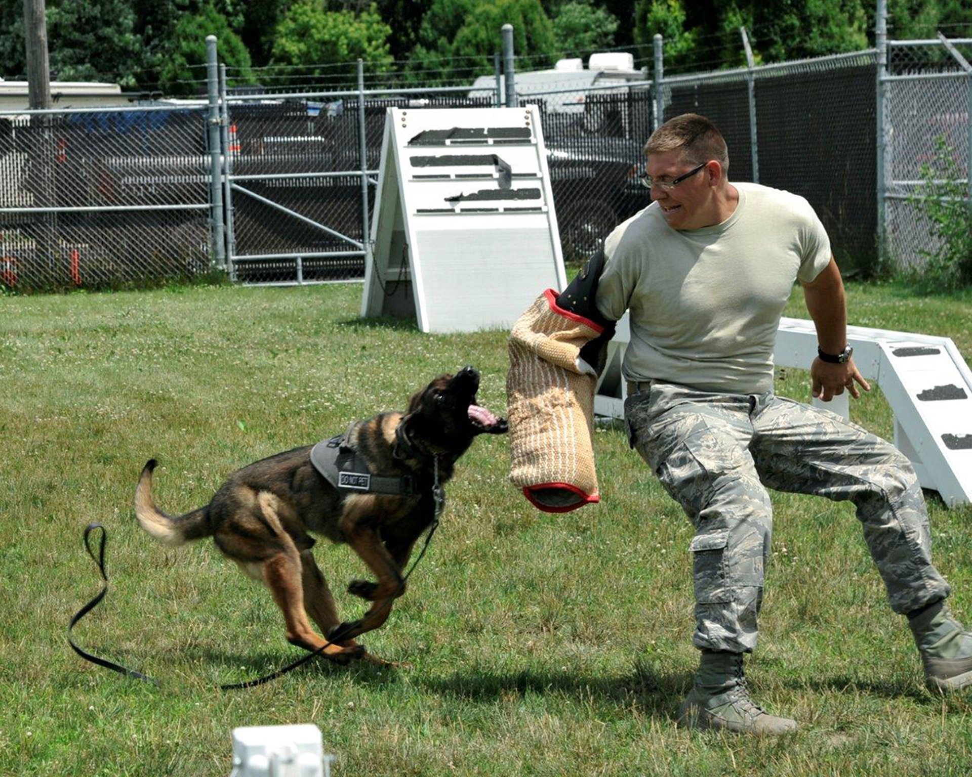 why do military dogs outrank their handlers