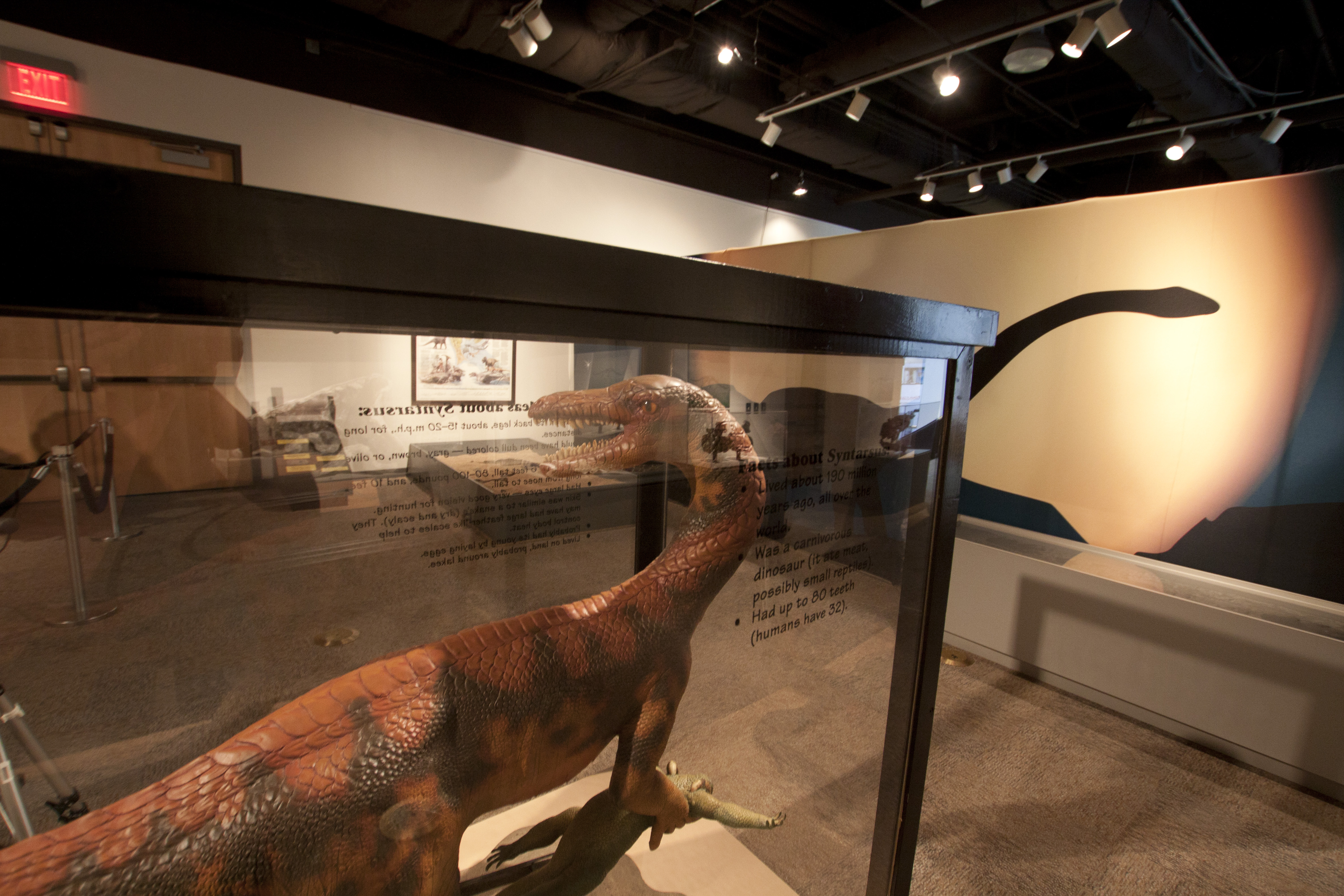 Dinosaur Discovery is coming to the Boonshoft Museum of Discovery, running from Jan. 26 through April 14. The newest running exhibition will showcase dinosaurs that roamed Earth during the Mesozoic era — the “Age of Reptiles” that ended 65 million years ago.