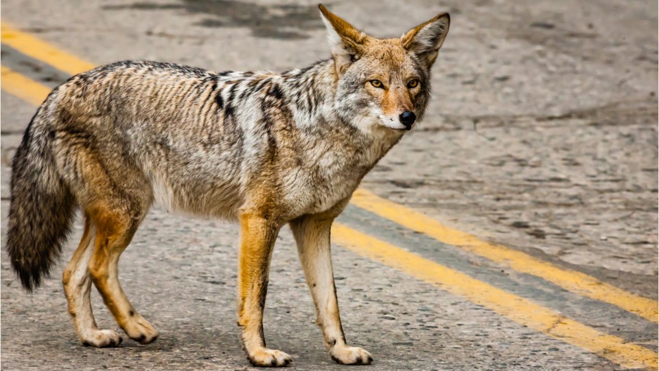 Prescott officials warn of aggressive coyote, at least four people attacked