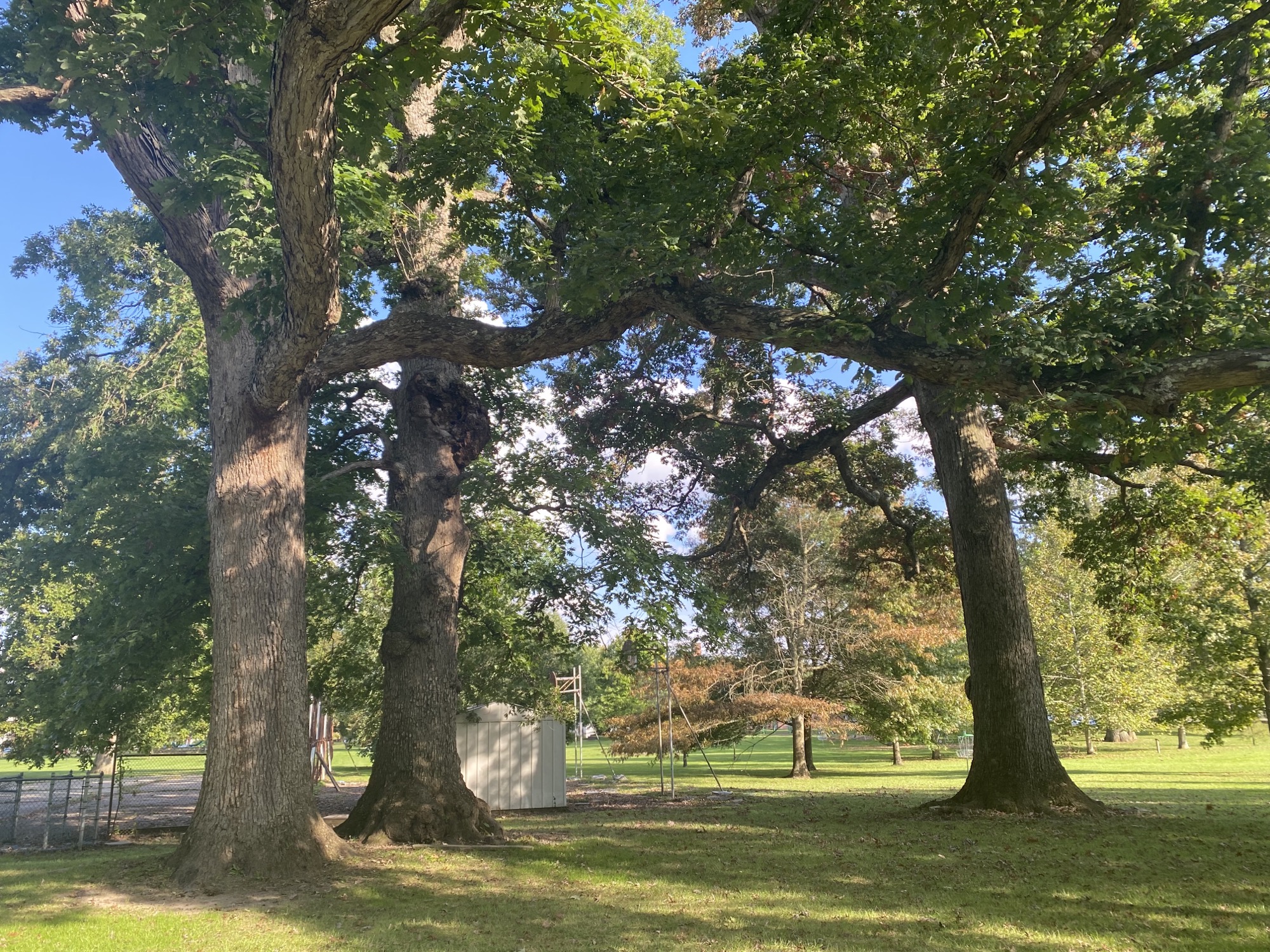 The "Three Sisters," three oak trees on Mills Lawn Elementary School property that are over 450 years old, according to the residents. The controversy over what to do with the small green area behind Mills Lawn Elementary School has affected people across Yellow Springs. Many people have cited the need to preserve the three oaks as part of the problem. Eileen McClory / staff