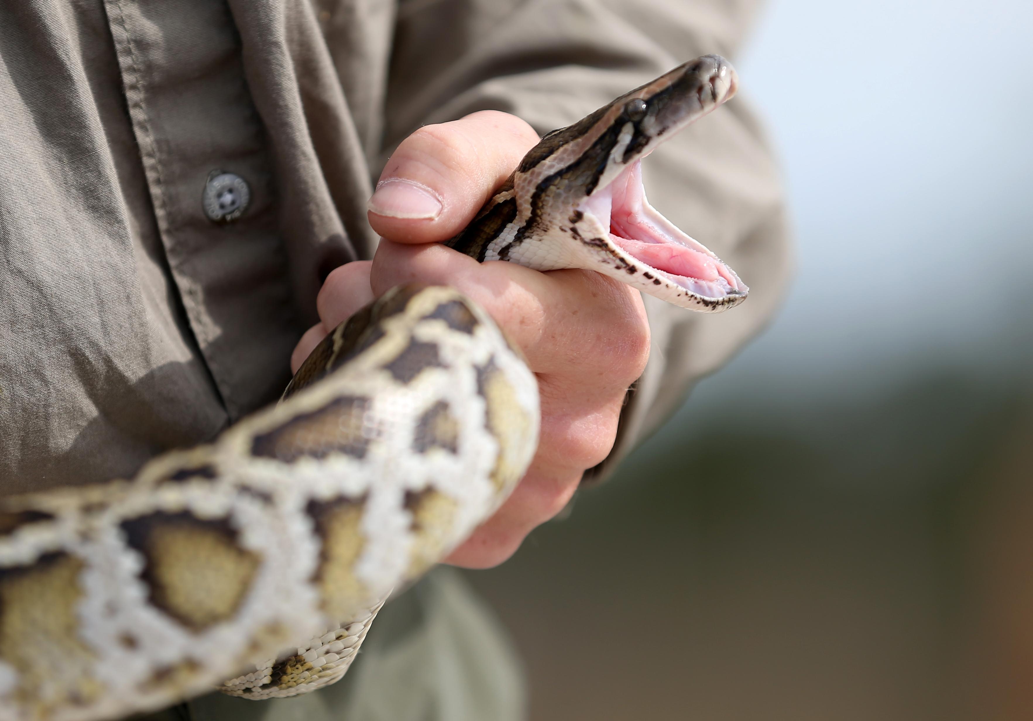 Granny snake charmer: 81-year-old brave enough to remove two pythons ...